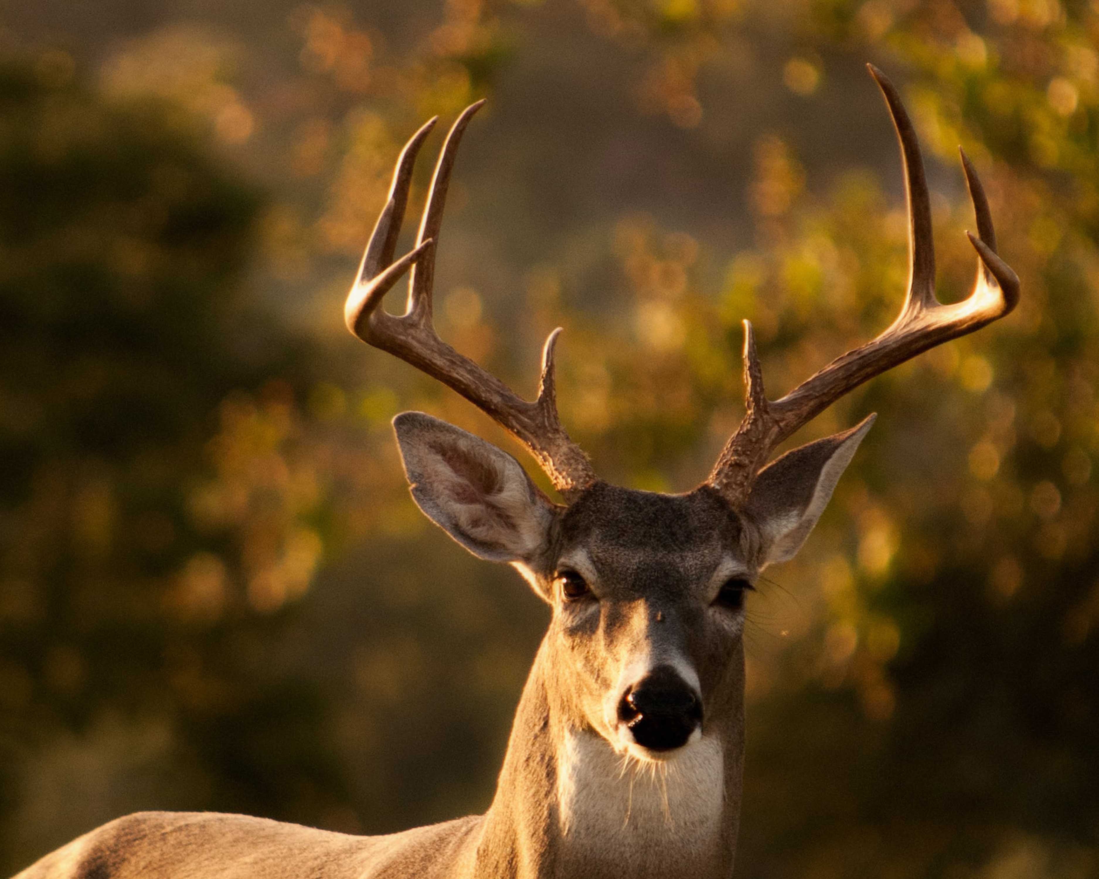 Free download wallpaper Animal, Deer on your PC desktop