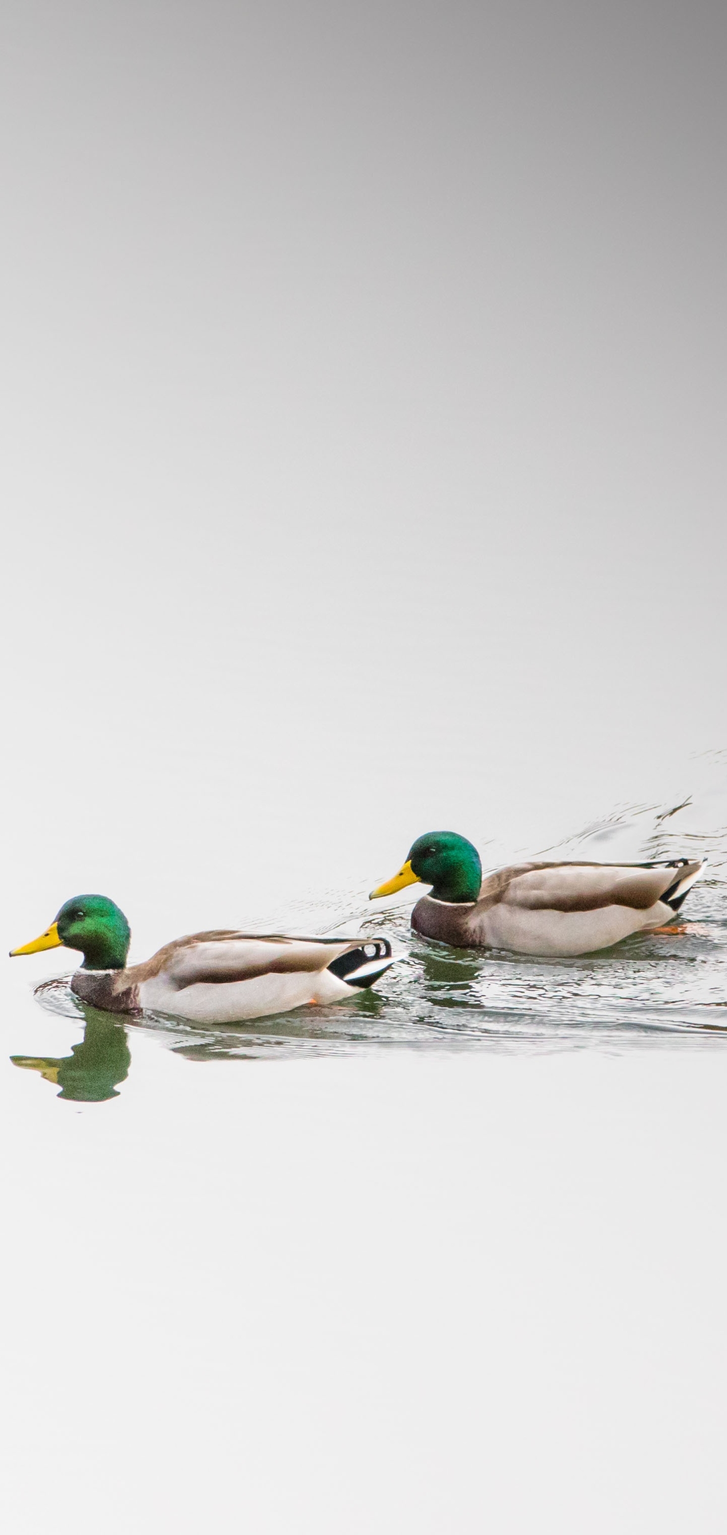 Handy-Wallpaper Tiere, Vögel, Wasser, Vogel, Ente kostenlos herunterladen.