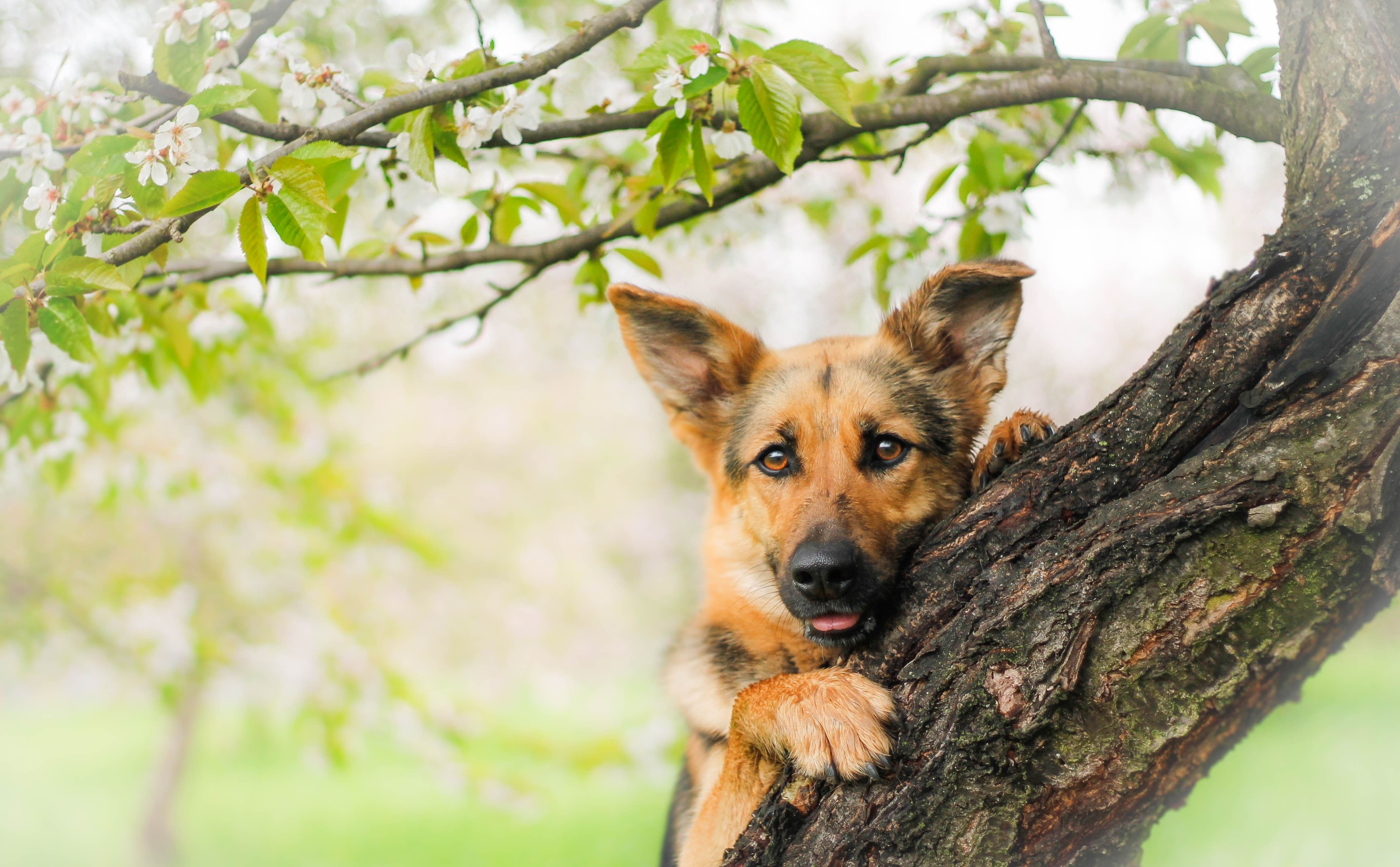 Download mobile wallpaper Dogs, Tree, Dog, Animal, Puppy, German Shepherd for free.