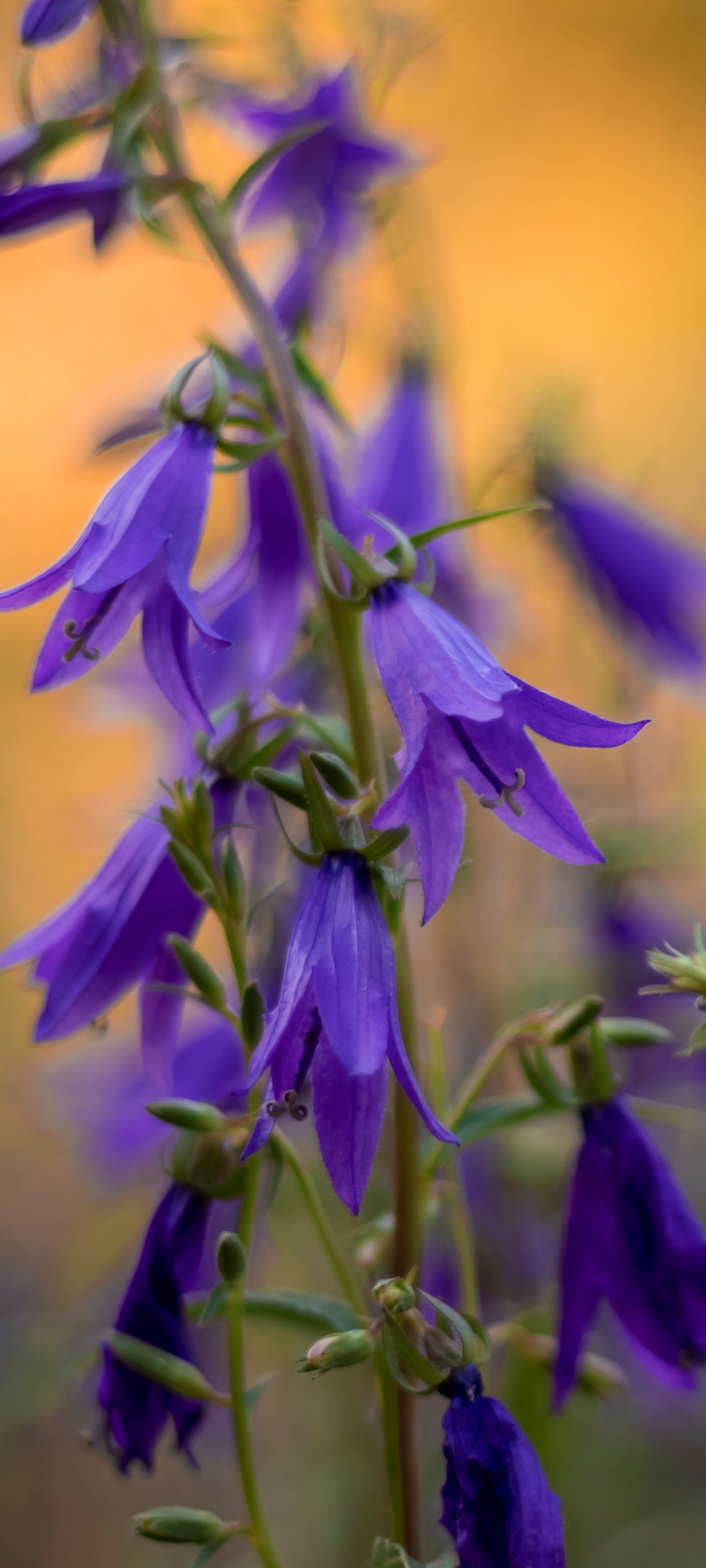 Téléchargez gratuitement l'image Fleurs, Fleur, Fleur Mauve, Terre/nature sur le bureau de votre PC