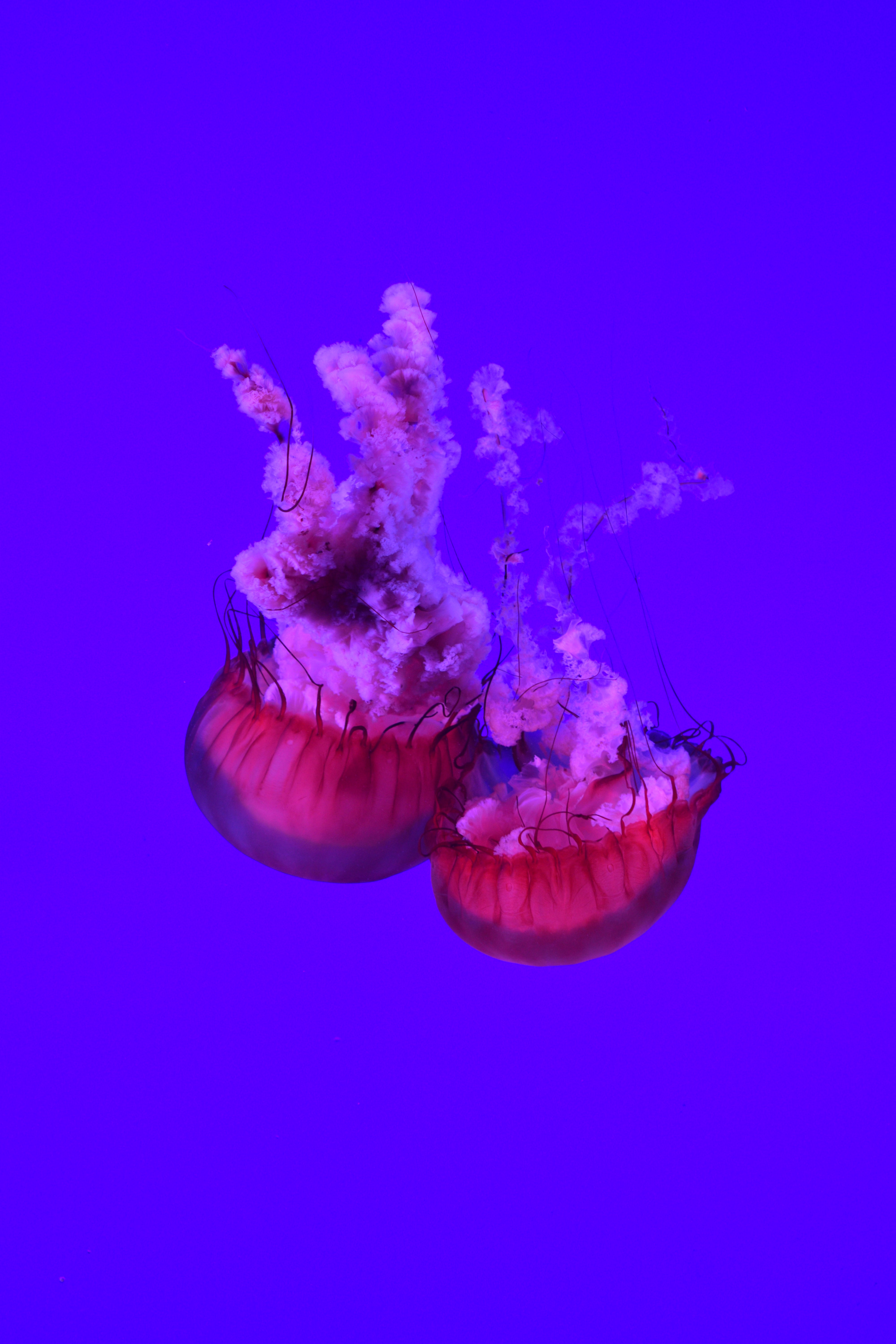 59921 скачать обои медузы, подводный мир, щупальцы, животные, море, океан, крупным планом - заставки и картинки бесплатно
