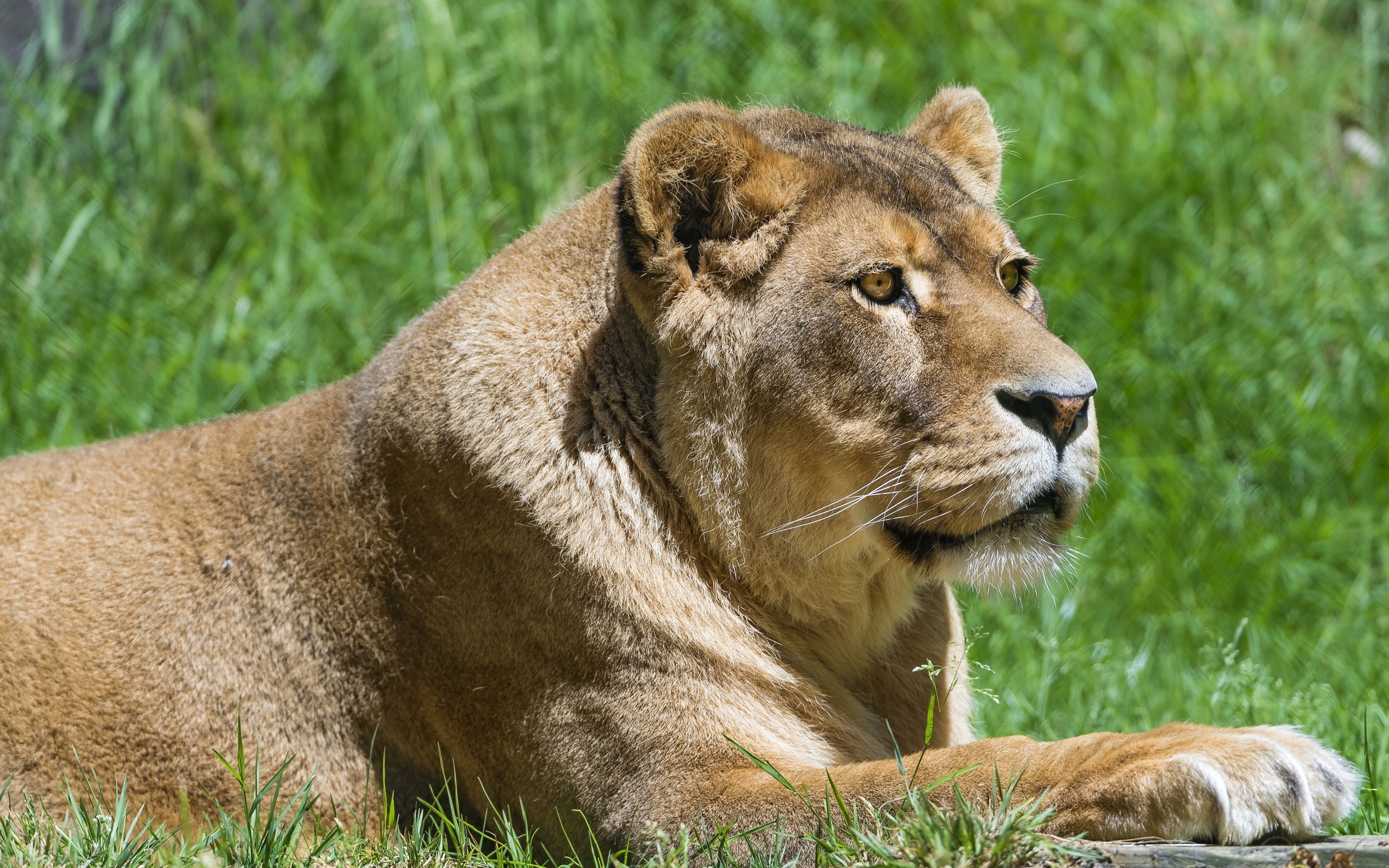 Téléchargez gratuitement l'image Lion, Chats, Animaux sur le bureau de votre PC