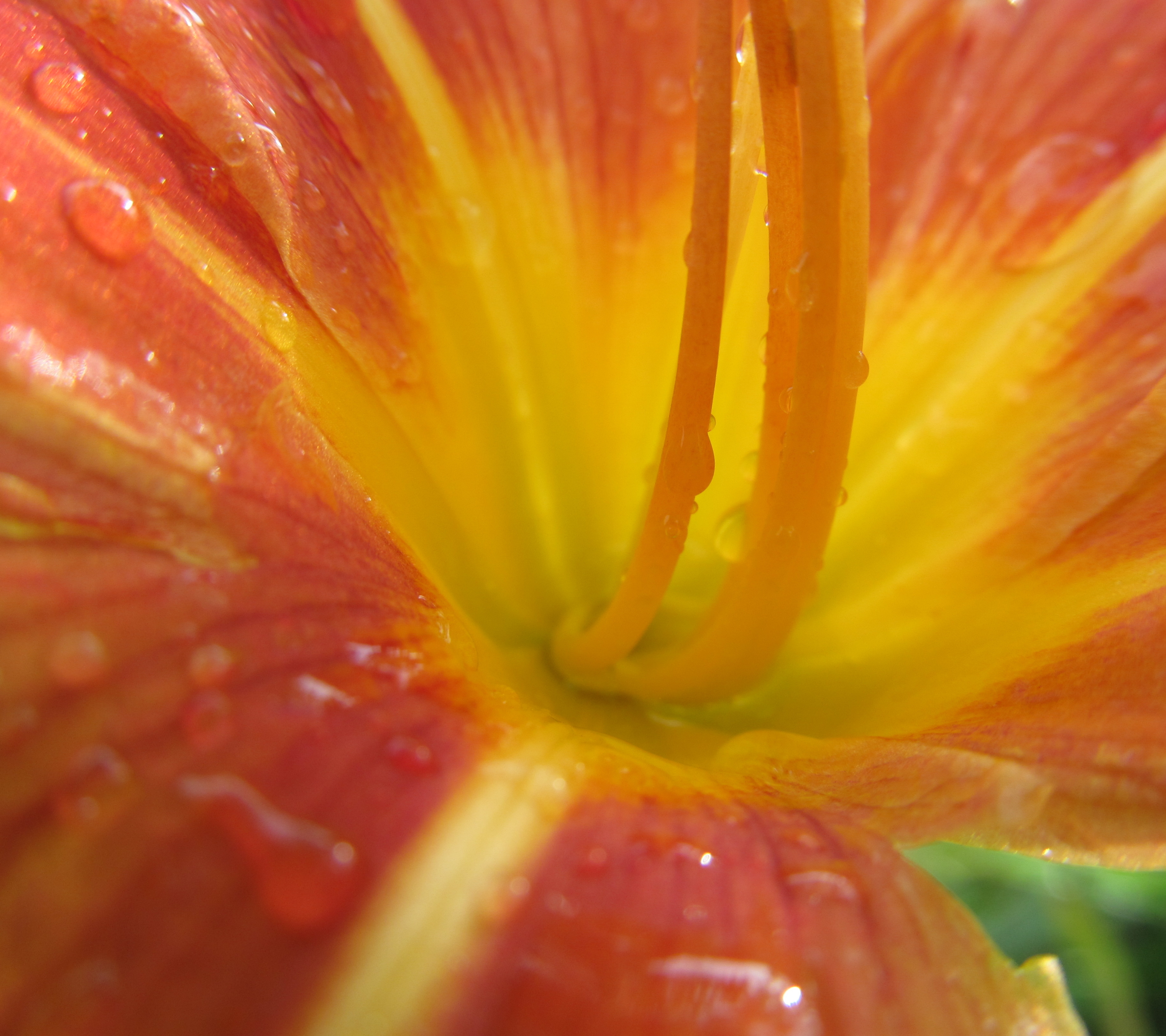 Téléchargez gratuitement l'image Fleurs, Fleur, Terre/nature sur le bureau de votre PC