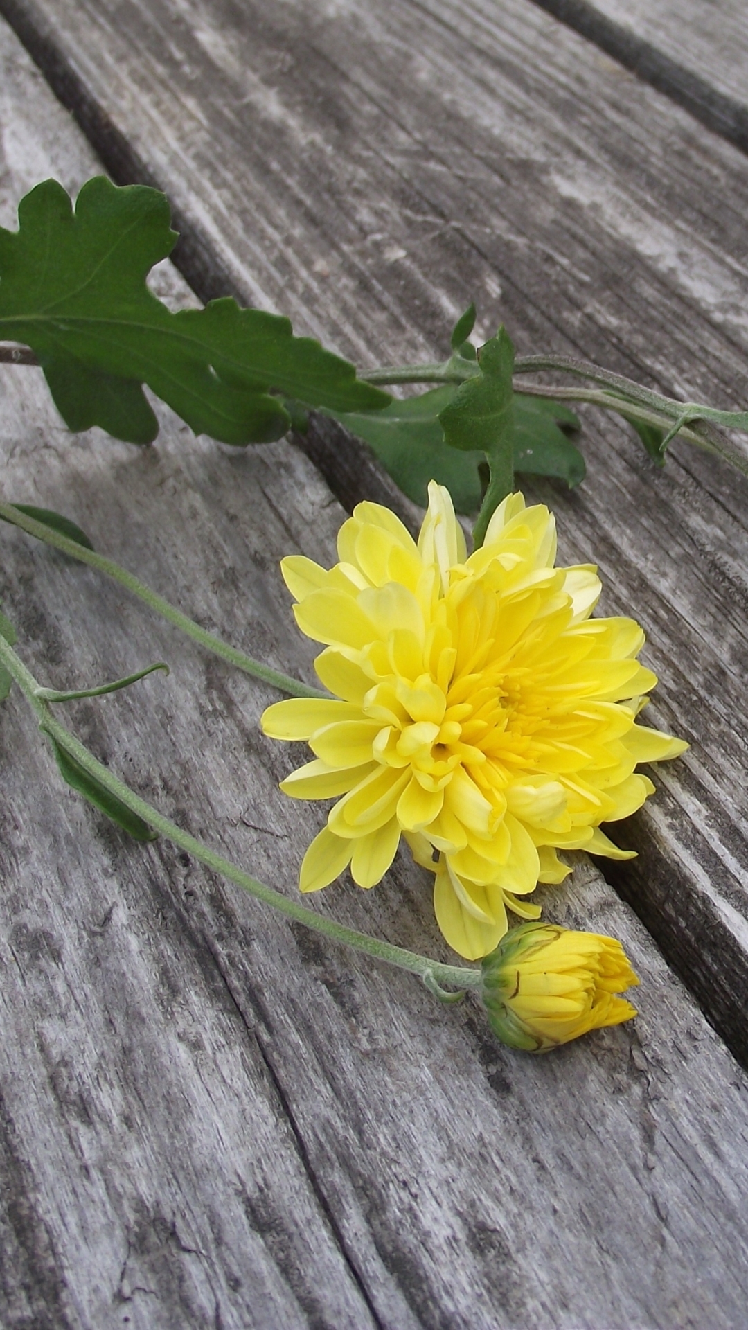 Descarga gratuita de fondo de pantalla para móvil de Flores, Flor, Tierra/naturaleza.