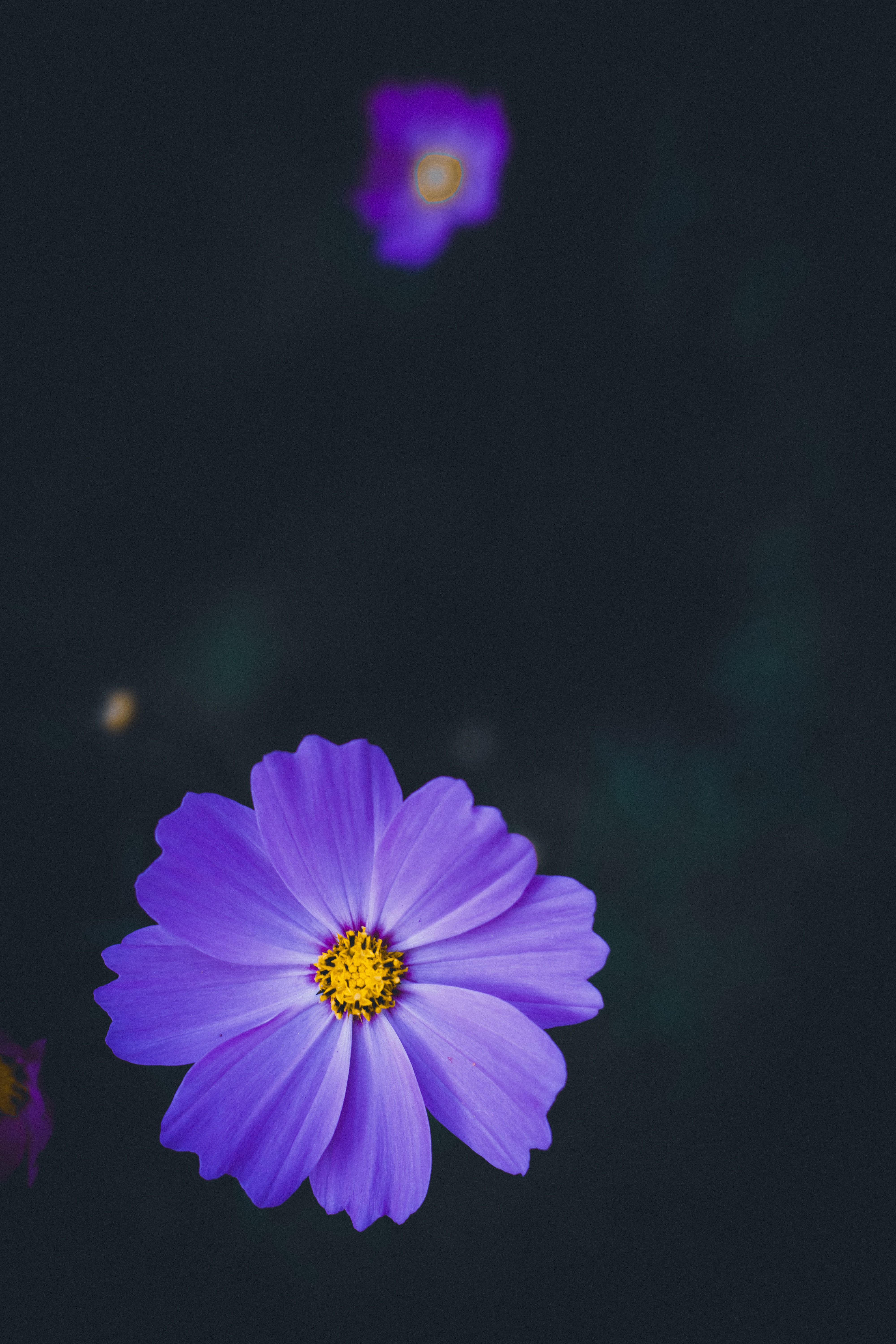 flower, smooth, macro, flowers, lilac, blur, kosmeya, cosmos