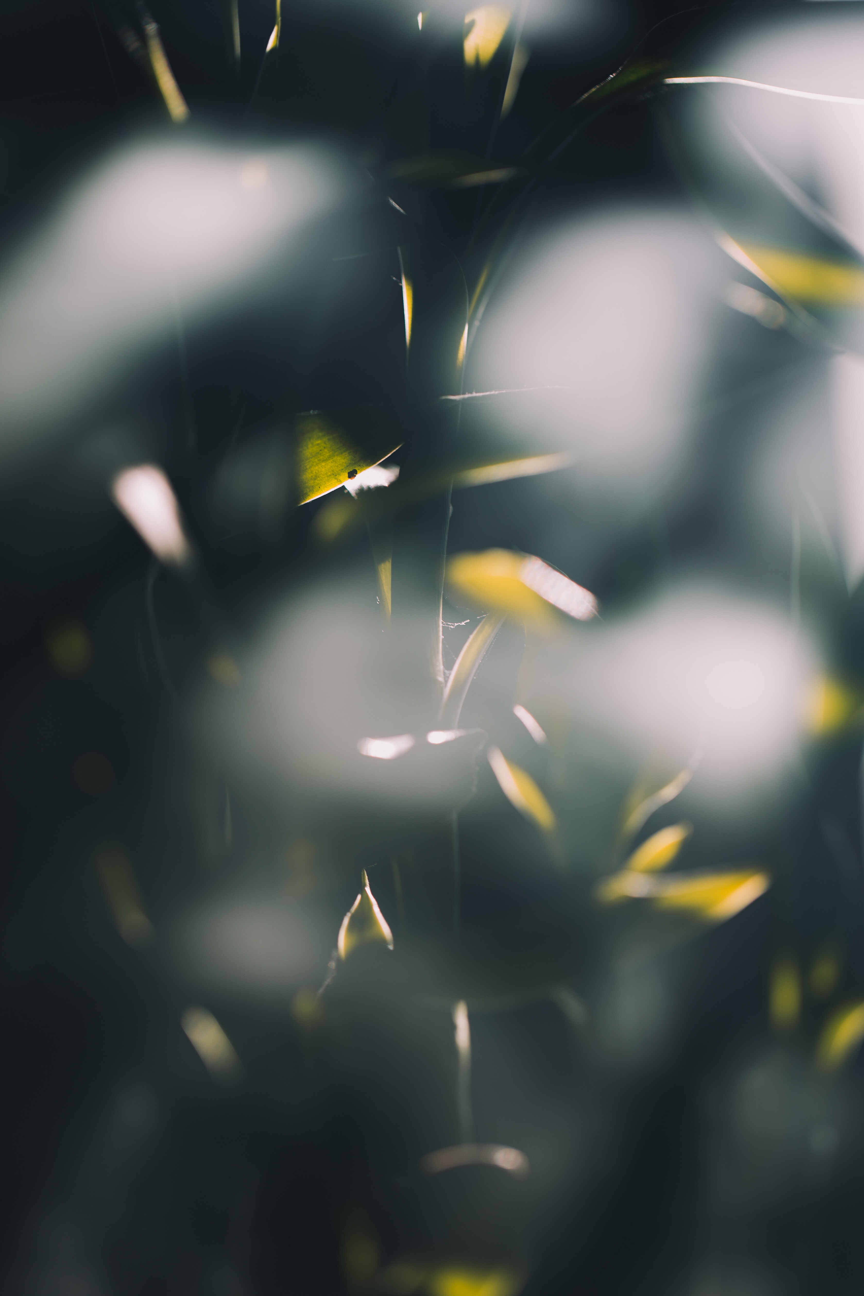 Download mobile wallpaper Macro, Glare, Bamboo, Smooth, Shine, Plant, Blur, Light for free.