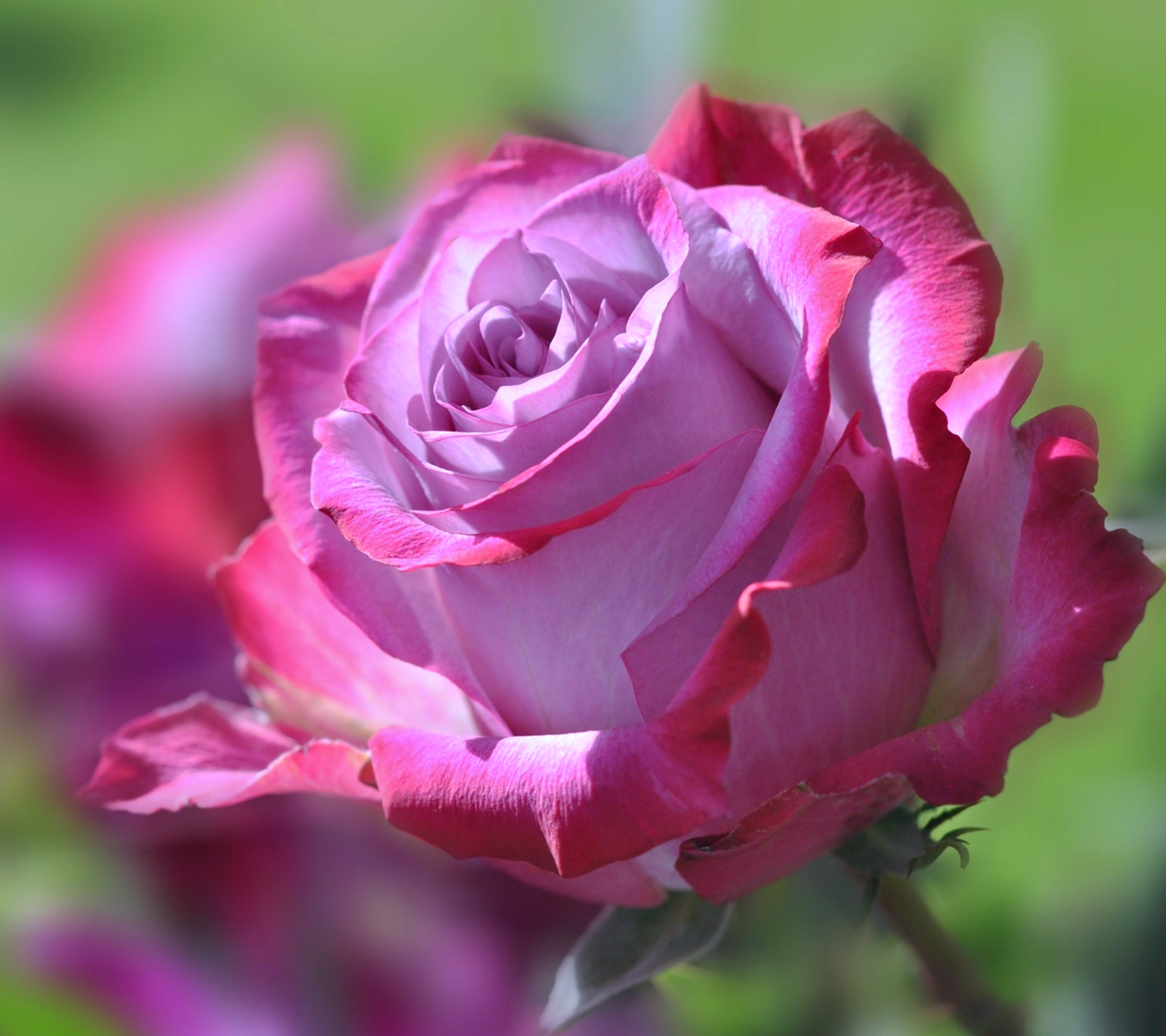 Laden Sie das Blumen, Blume, Rose, Erde/natur, Pinke Blume-Bild kostenlos auf Ihren PC-Desktop herunter