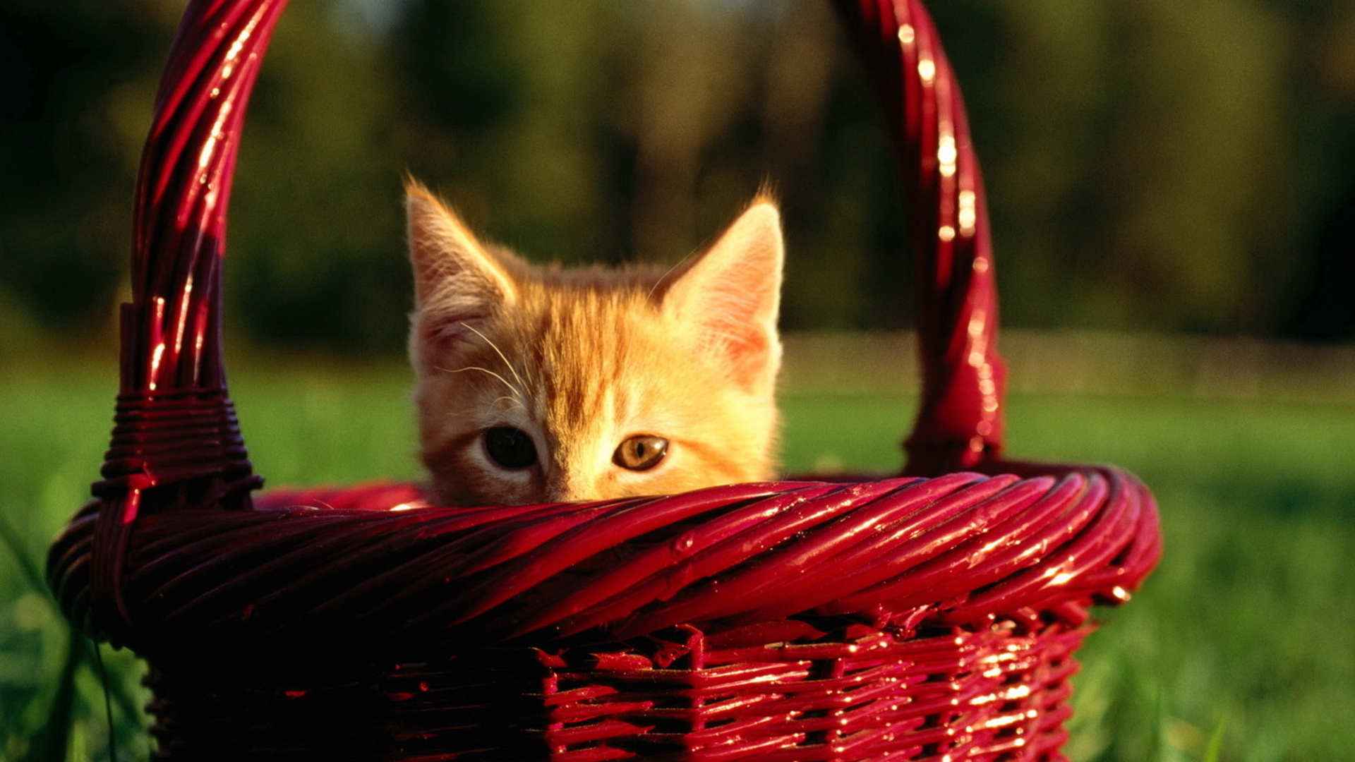 Baixar papel de parede para celular de Animais, Gatos, Gato gratuito.