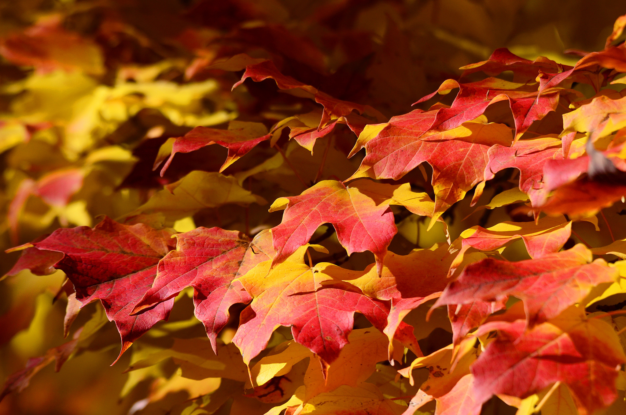 Скачать обои бесплатно Природа, Осень, Лист, Кленовый Лист, Земля/природа картинка на рабочий стол ПК