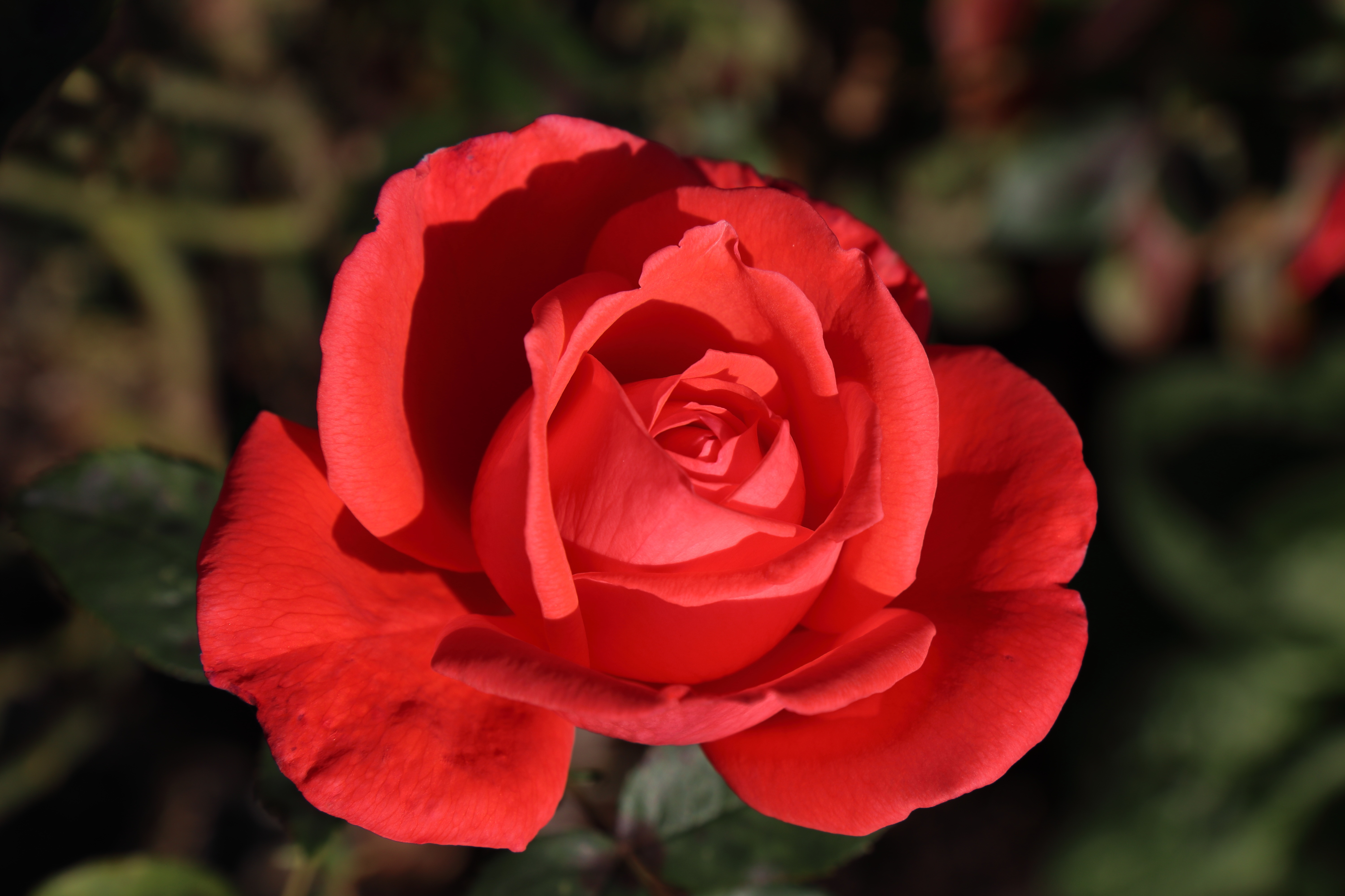 Téléchargez gratuitement l'image Fleurs, Rose, Macro, Rose Rouge, Fleur Rouge, Terre/nature sur le bureau de votre PC