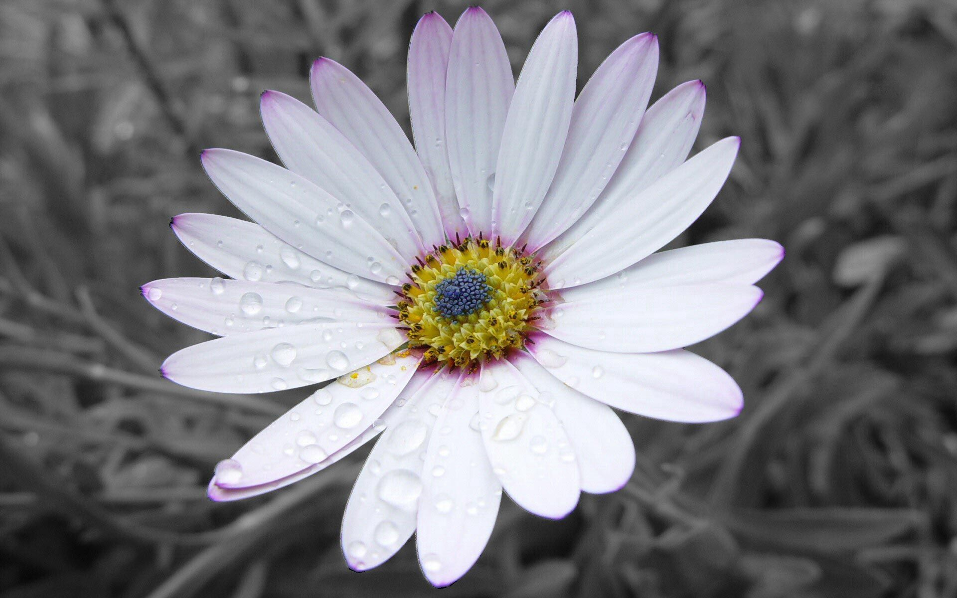 Laden Sie das Blütenblätter, Gestreift, Blumen, Schön, Blume-Bild kostenlos auf Ihren PC-Desktop herunter