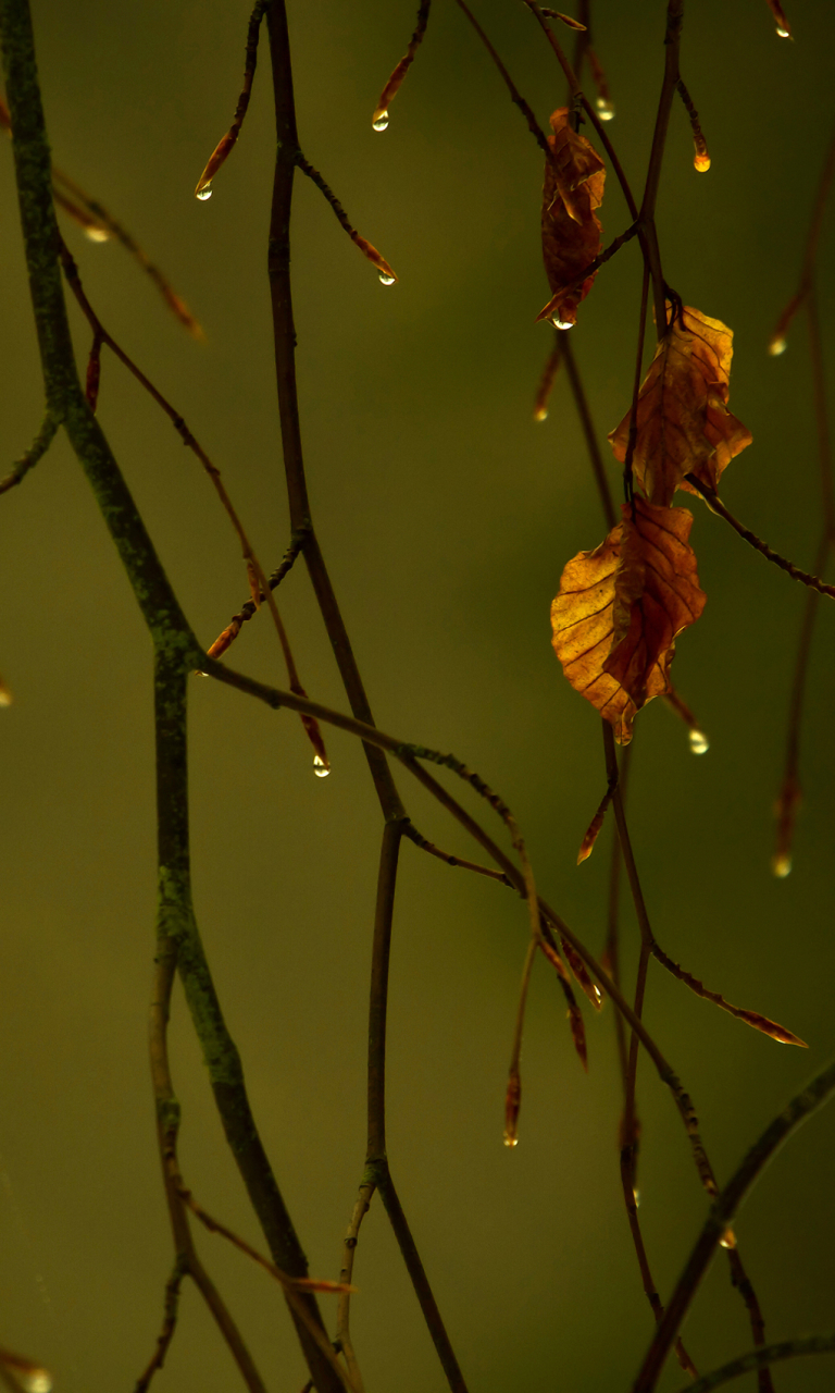 Download mobile wallpaper Rain, Photography for free.