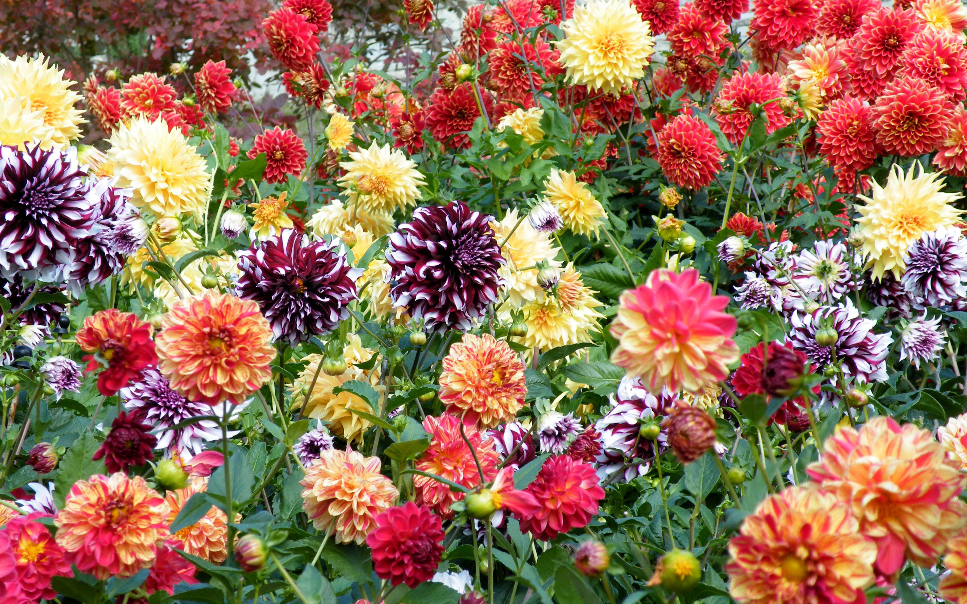 Download mobile wallpaper Flowers, Flower, Earth, Field, Colors, Colorful, Dahlia for free.