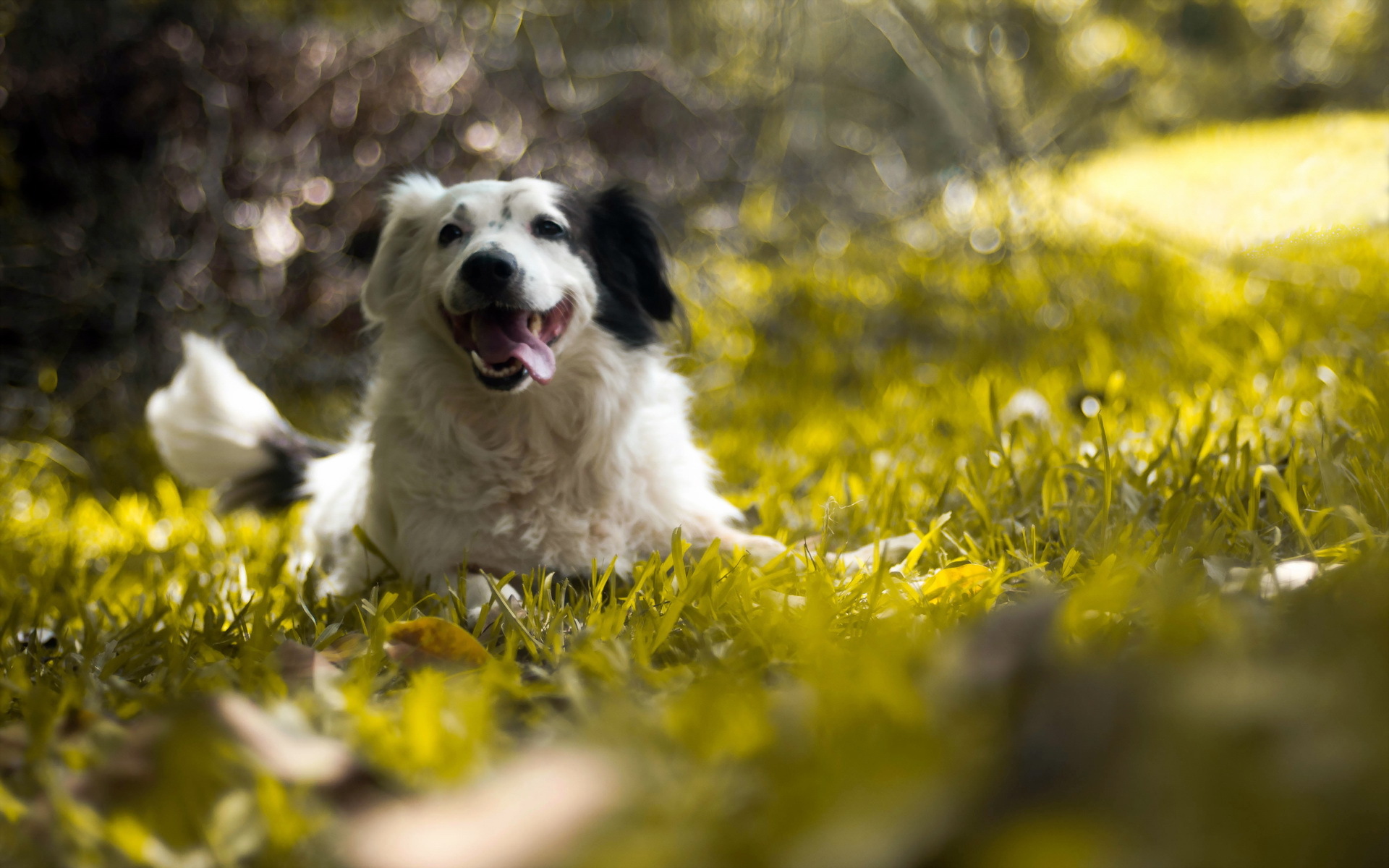 Descarga gratuita de fondo de pantalla para móvil de Perros, Perro, Animales.