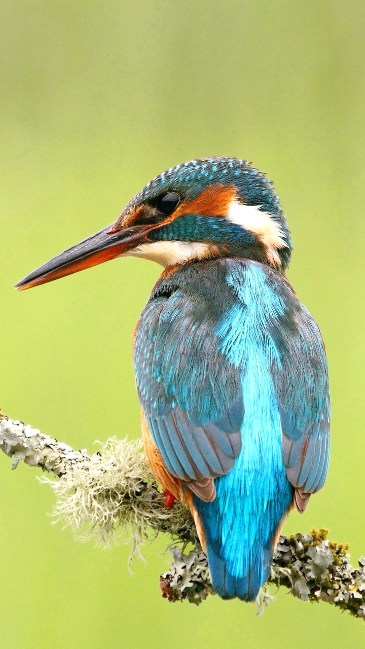 Download mobile wallpaper Birds, Animal, Kingfisher for free.