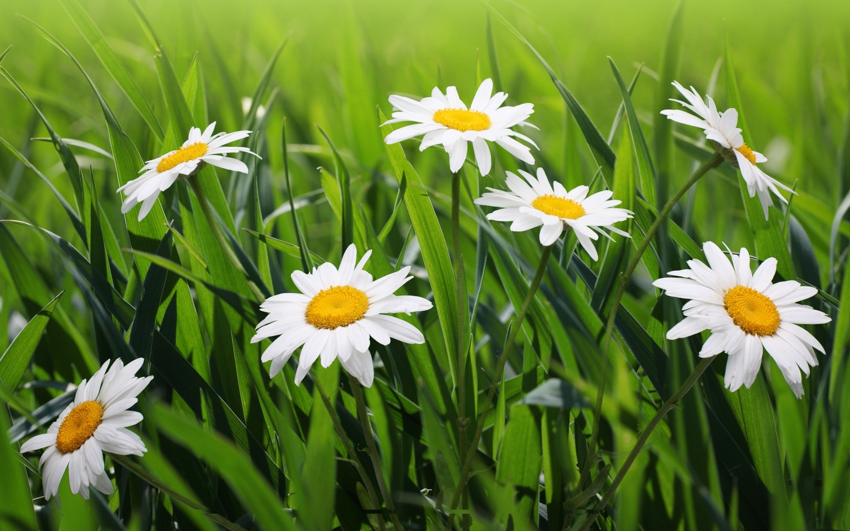 Téléchargez gratuitement l'image Camomille, Fleurs, Plantes sur le bureau de votre PC
