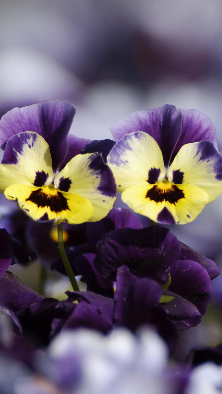 Descarga gratuita de fondo de pantalla para móvil de Flores, Tierra/naturaleza, Viola × Wittrockiana.