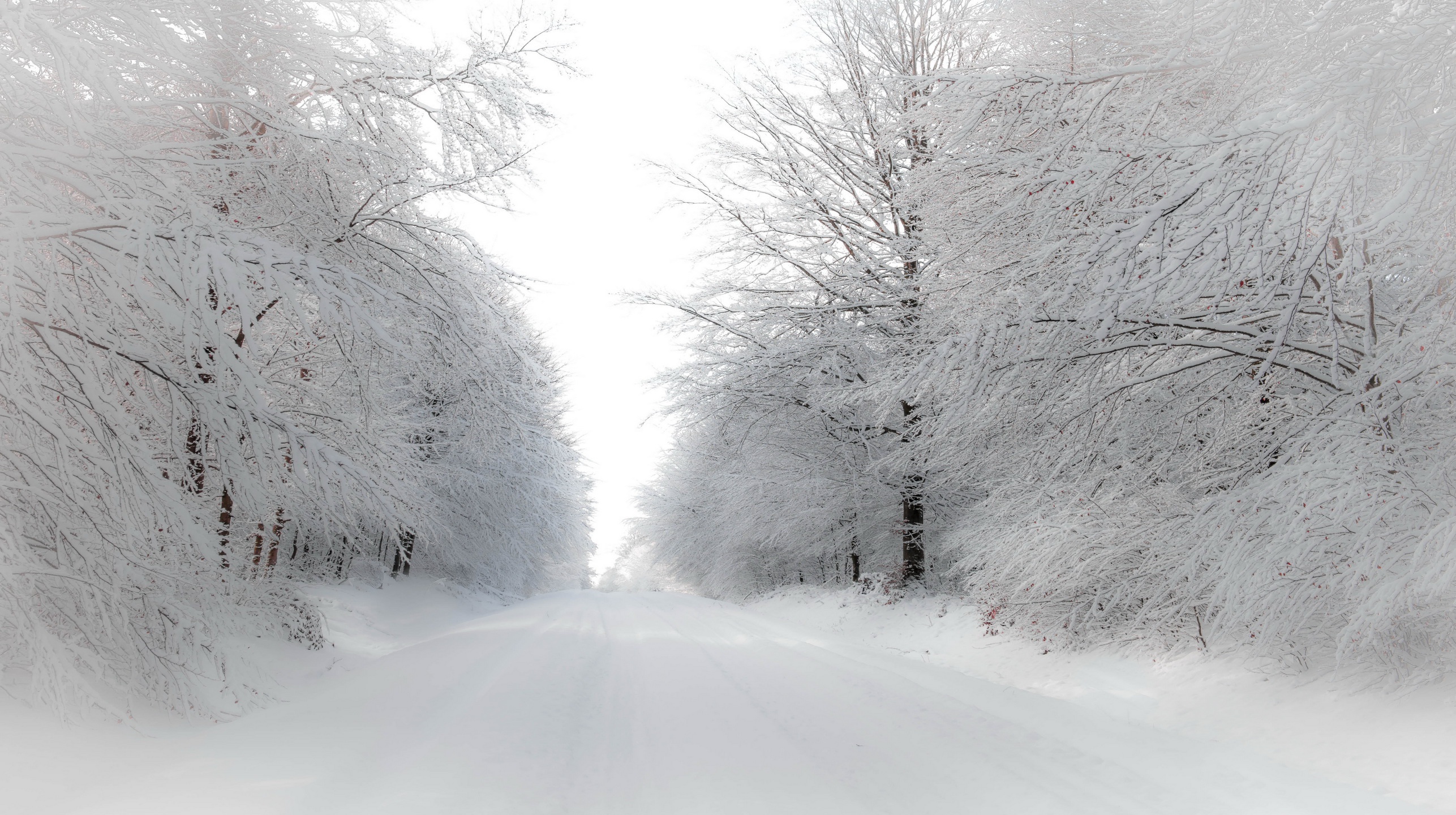 Download mobile wallpaper Winter, Nature, Snow, Road, Forest, Tree, Earth for free.