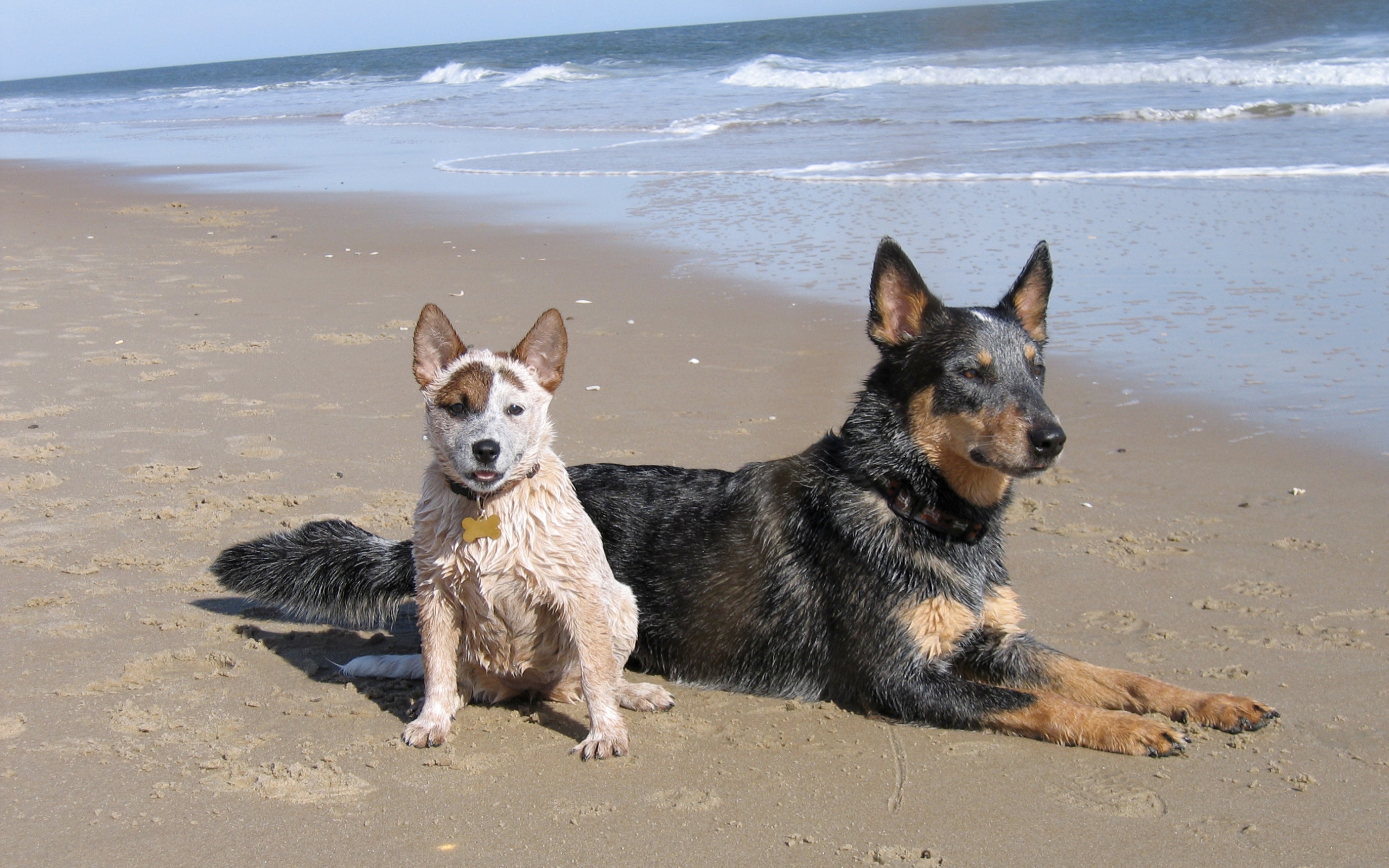 333187 Hintergrundbild herunterladen tiere, australischer rinderhund, strand, hund, welpen, hunde - Bildschirmschoner und Bilder kostenlos