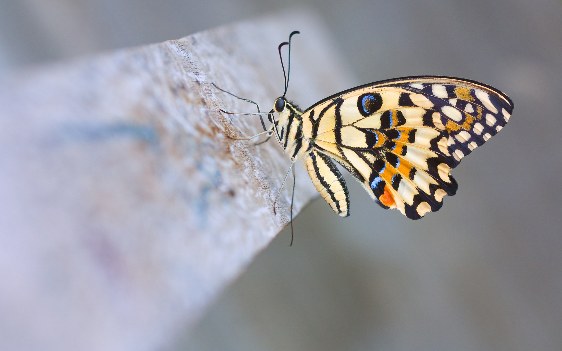 Descarga gratuita de fondo de pantalla para móvil de Animales, Mariposa.