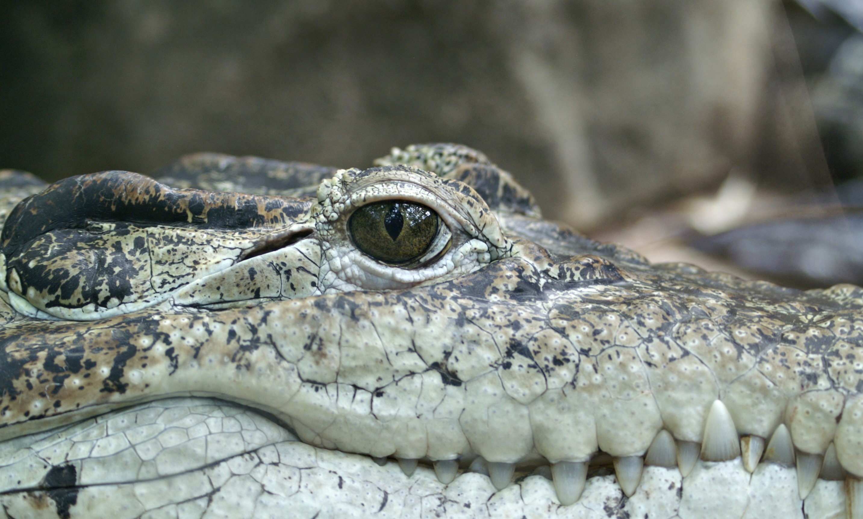 Download mobile wallpaper Close Up, Animal, Reptile, Reptiles, Eye, Crocodile for free.
