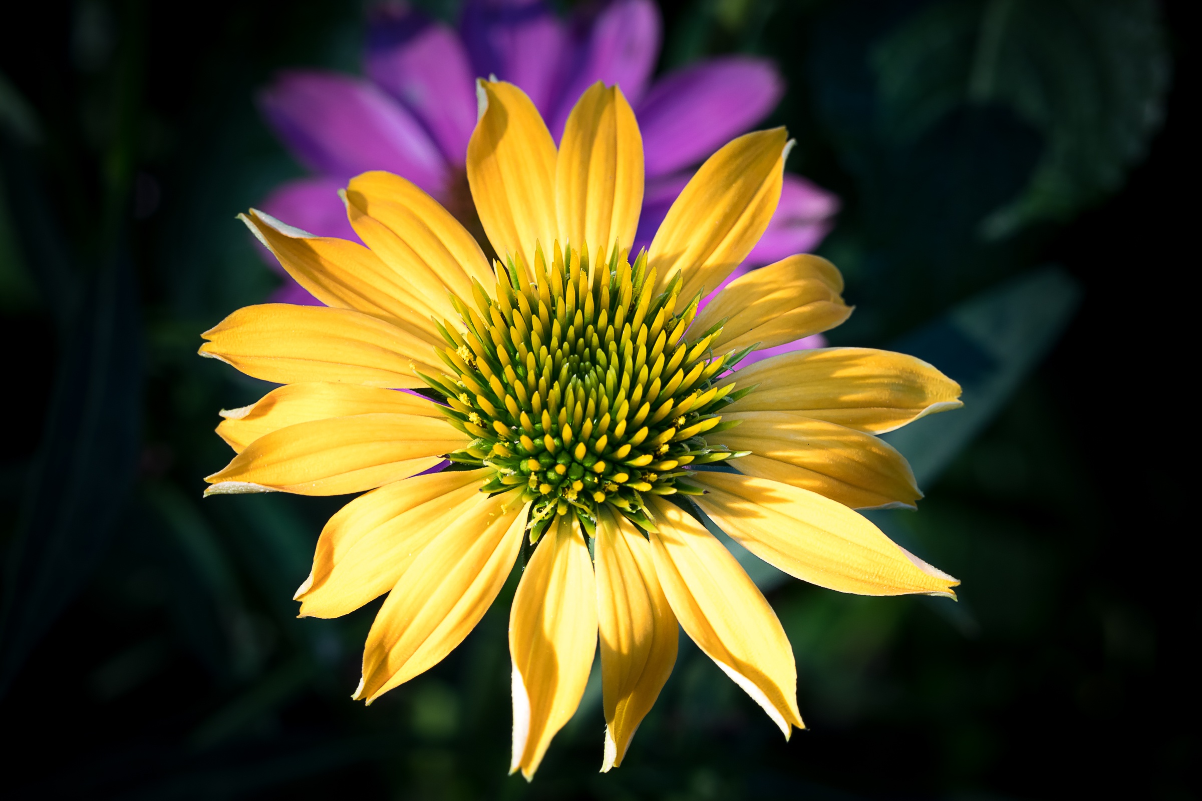 Descarga gratuita de fondo de pantalla para móvil de Flores, Flor, Flor Amarilla, Tierra/naturaleza, Macrofotografía.