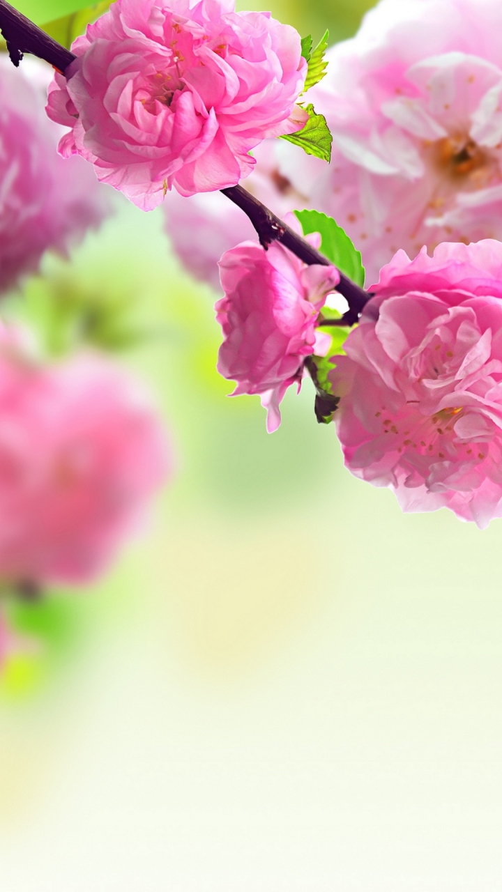 Download mobile wallpaper Flowers, Flower, Earth, Blossom, Pink Flower for free.