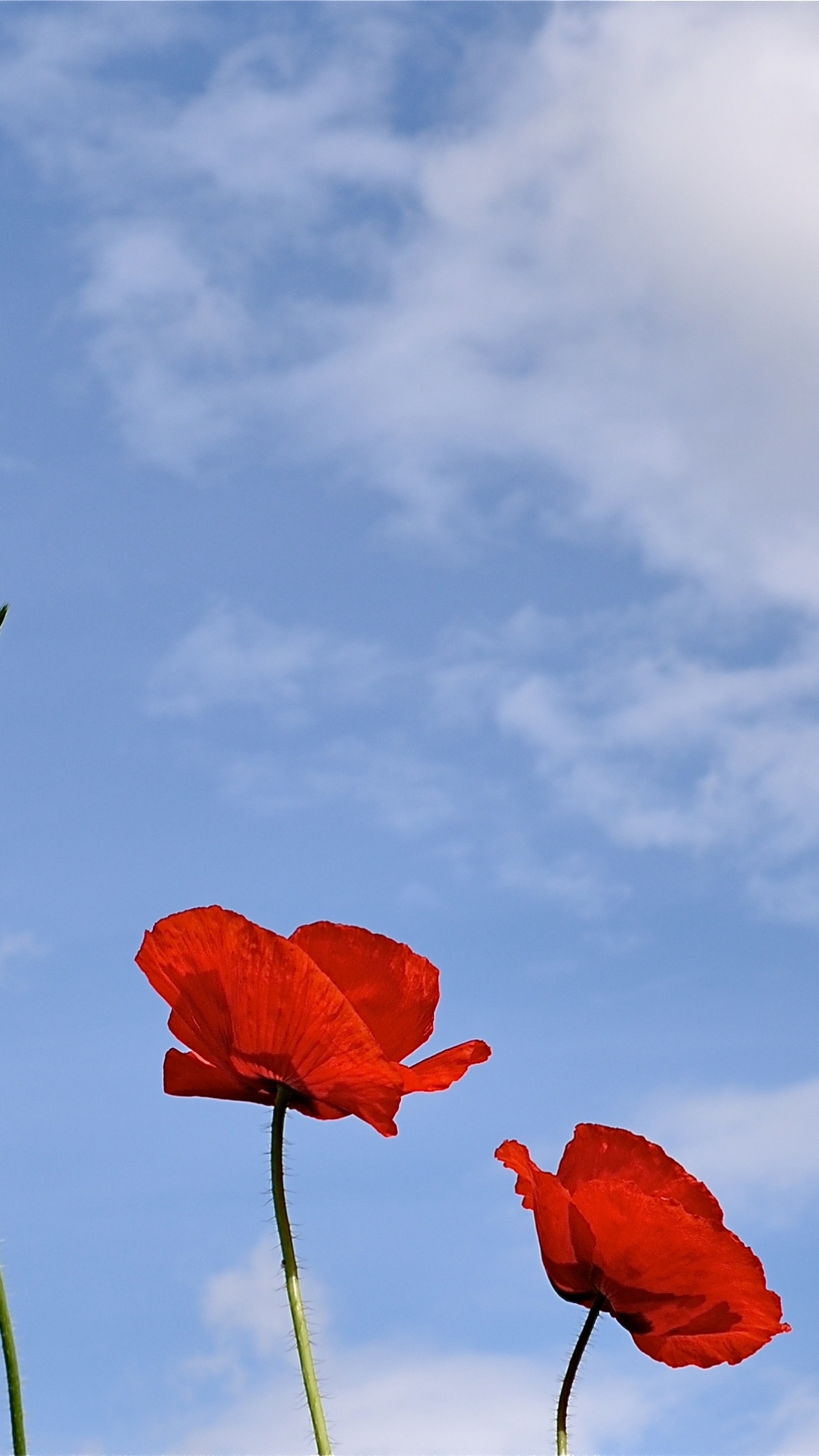 Handy-Wallpaper Blumen, Mohn, Erde/natur kostenlos herunterladen.