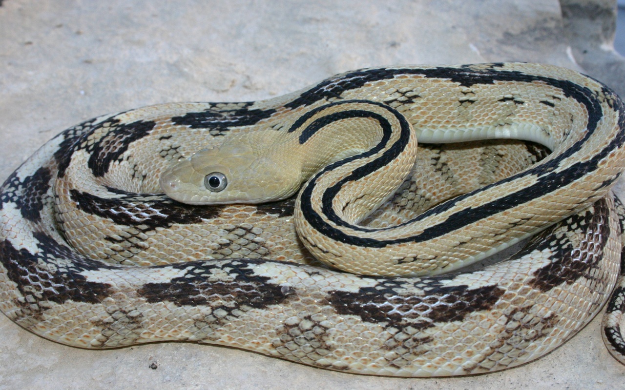 Download mobile wallpaper Animal, Reptile, Snake for free.