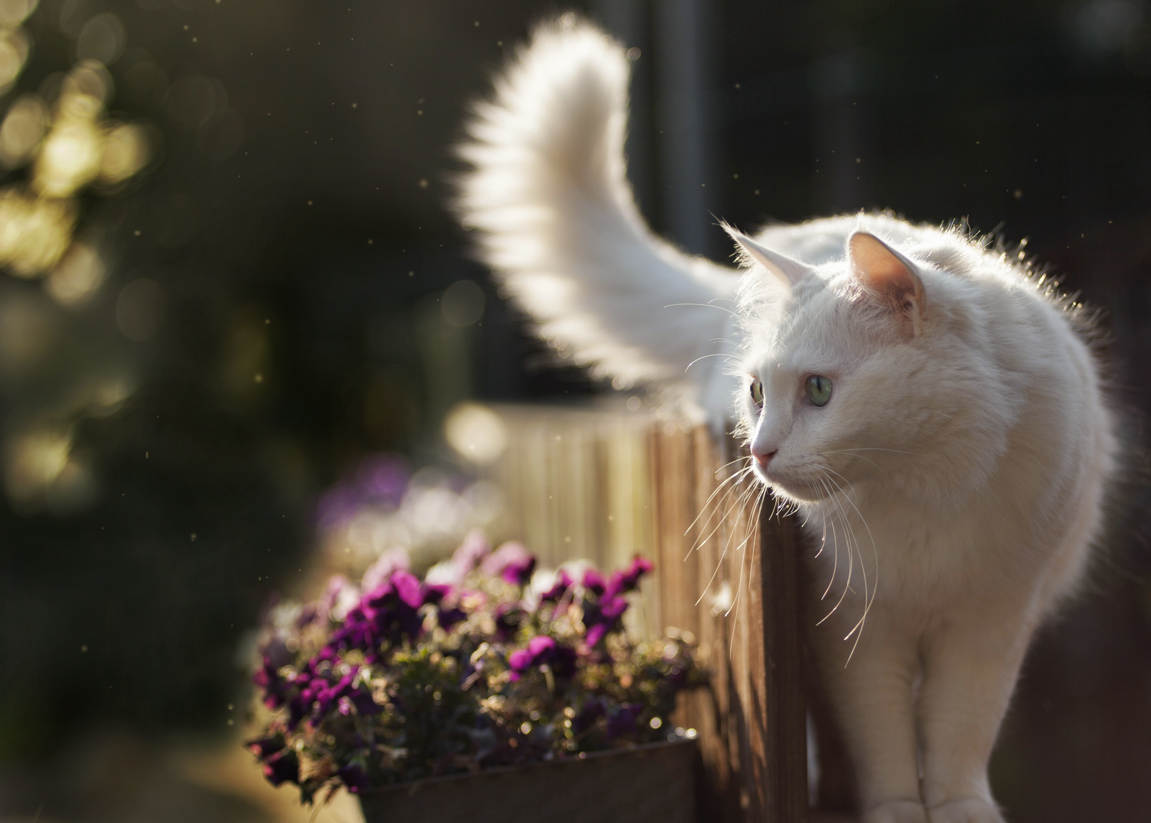 Baixe gratuitamente a imagem Gato, Gatos, Animais na área de trabalho do seu PC