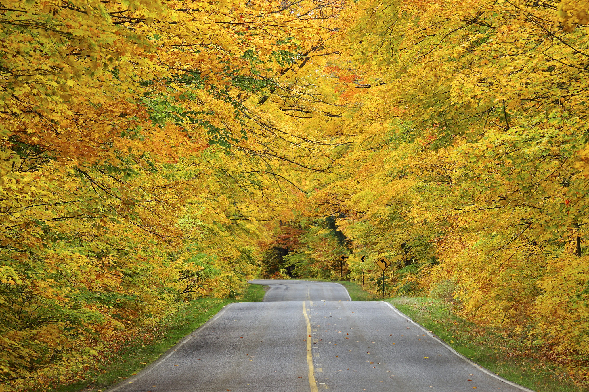 Descarga gratis la imagen Otoño, Bosque, Árbol, Carretera, Hecho Por El Hombre en el escritorio de tu PC