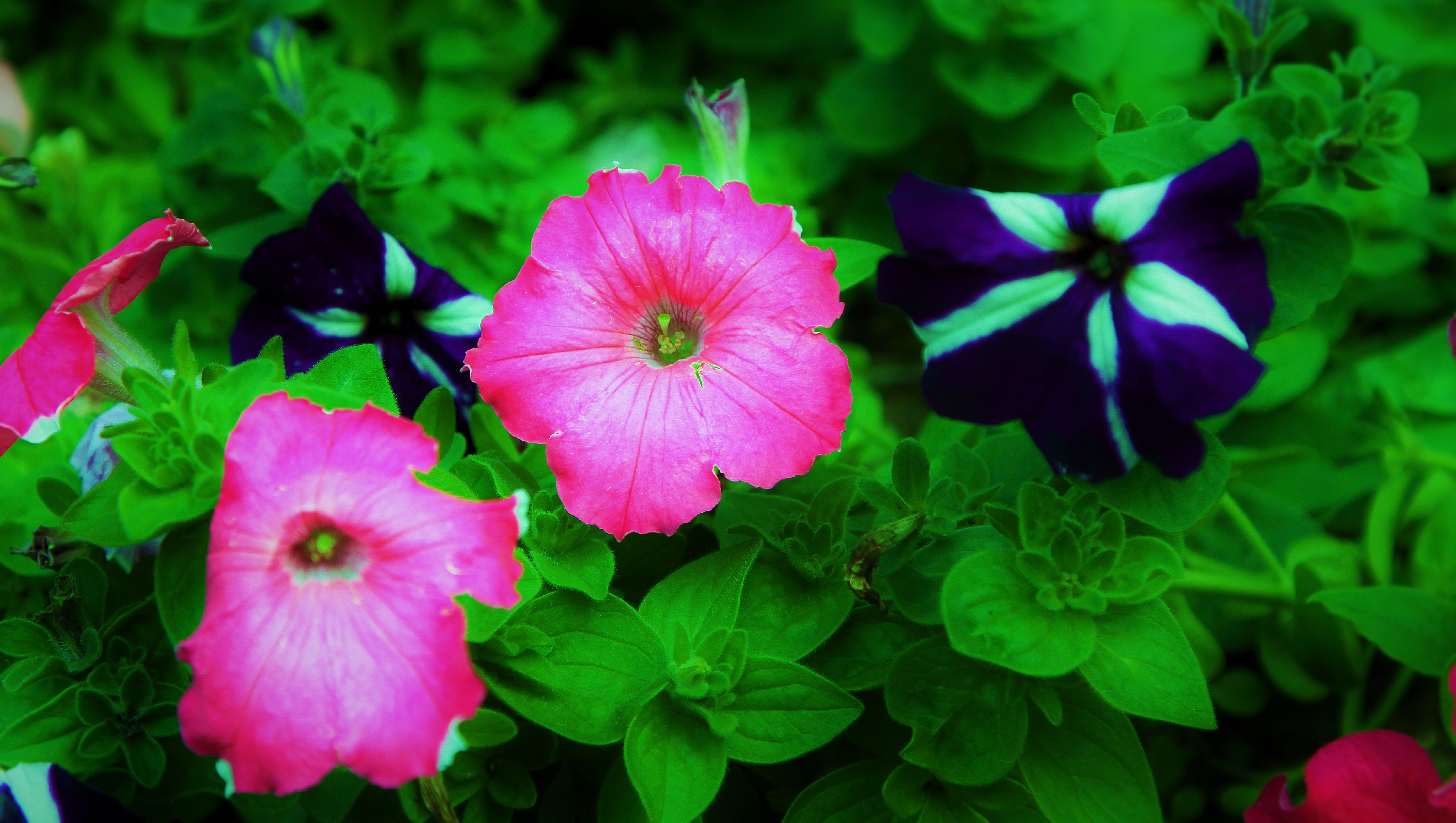 Handy-Wallpaper Natur, Blumen, Blume, Bunt, Erde/natur, Pinke Blume kostenlos herunterladen.