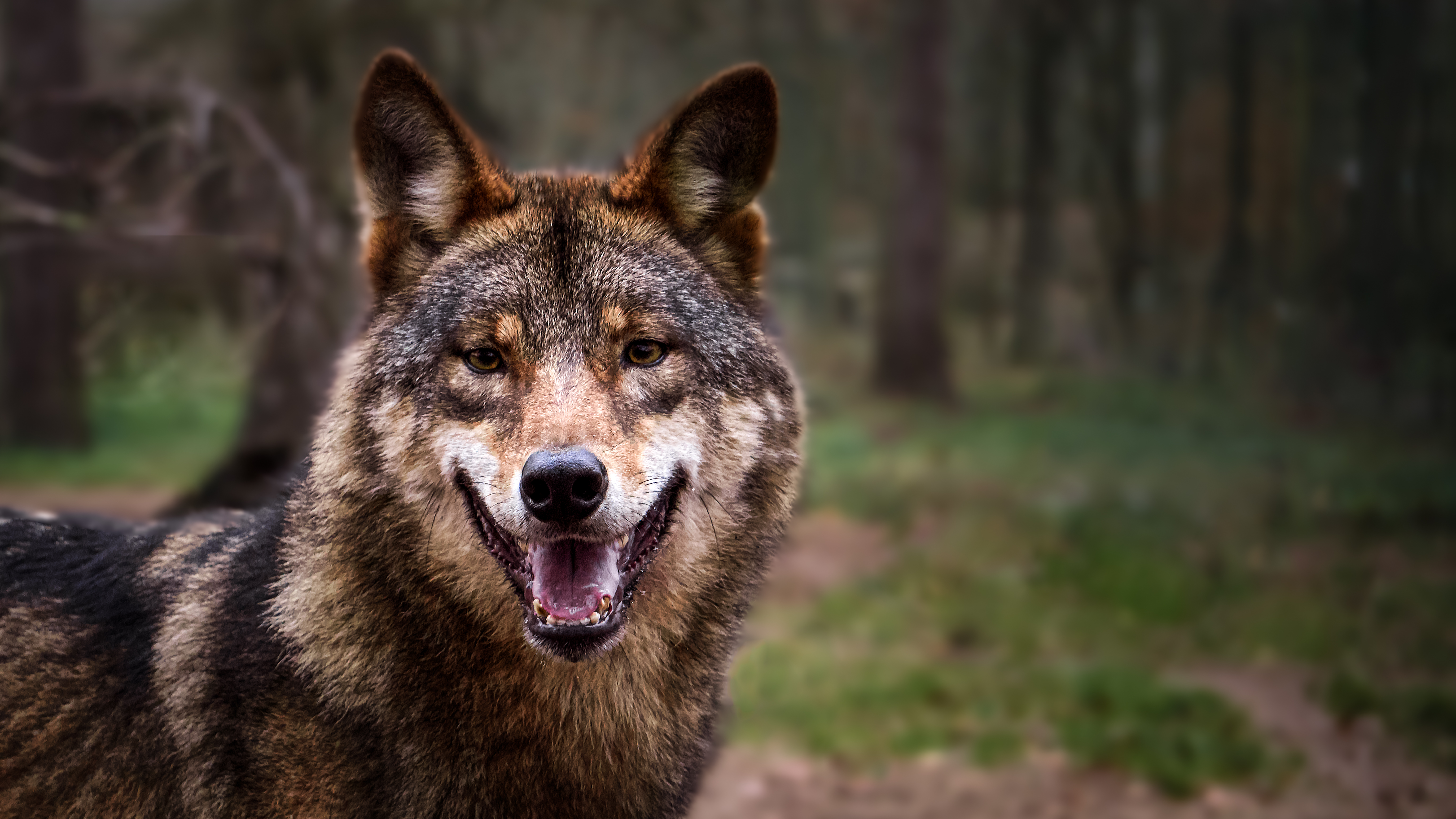 Download mobile wallpaper Forest, Predator, Animals, Grey, Wolf for free.