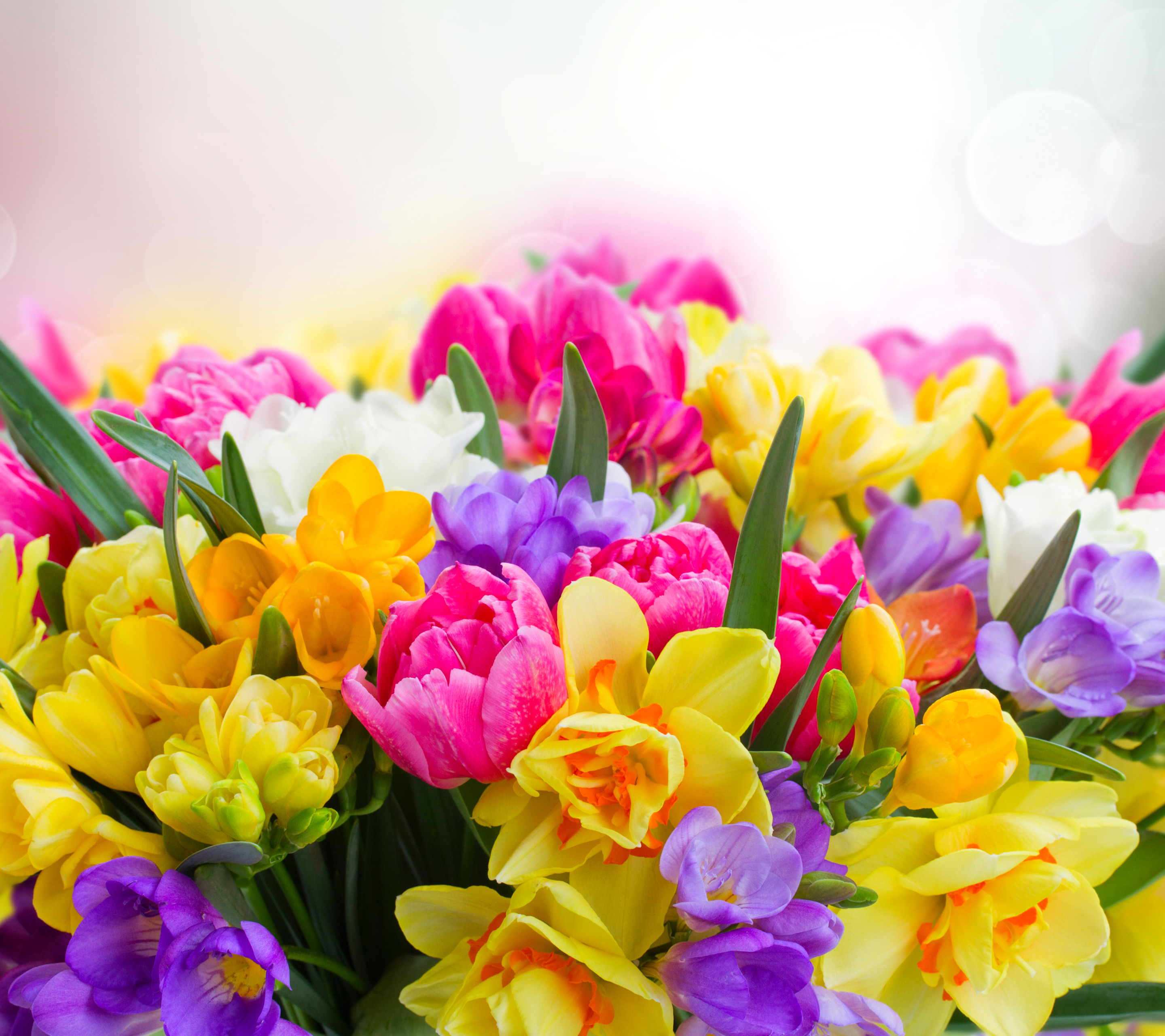 PCデスクトップにフラワーズ, 花, 地球, 色, カラフル, 黄色い花, ピンクの花, 紫色の花画像を無料でダウンロード