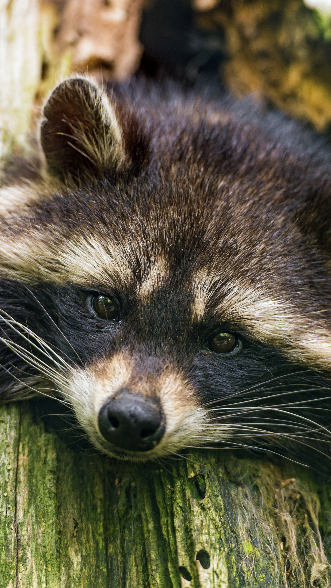 Handy-Wallpaper Tiere, Waschbär kostenlos herunterladen.