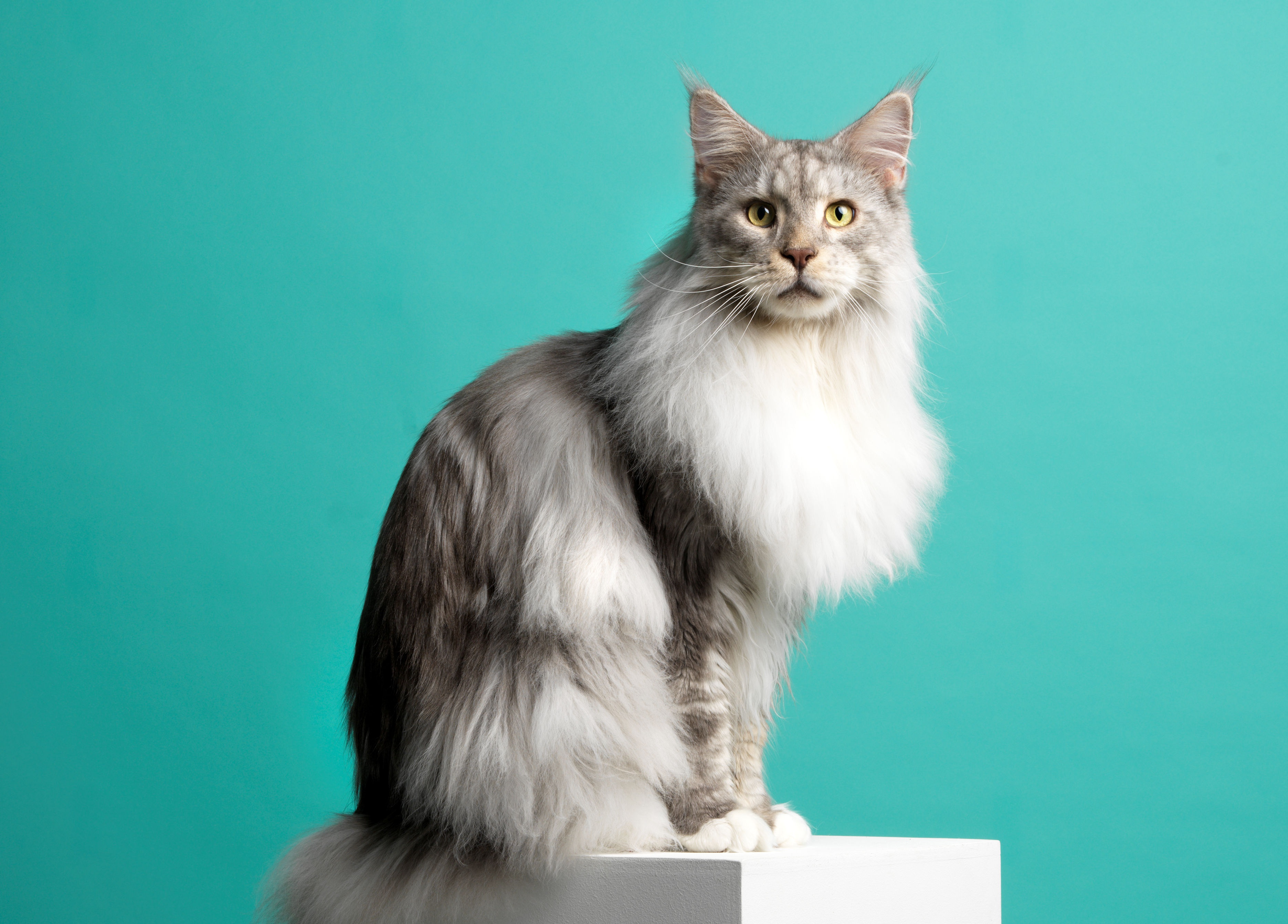 Handy-Wallpaper Tiere, Katzen, Amerikanische Waldkatze kostenlos herunterladen.