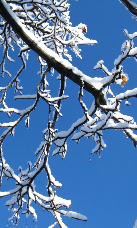 Descarga gratuita de fondo de pantalla para móvil de Invierno, Fotografía.