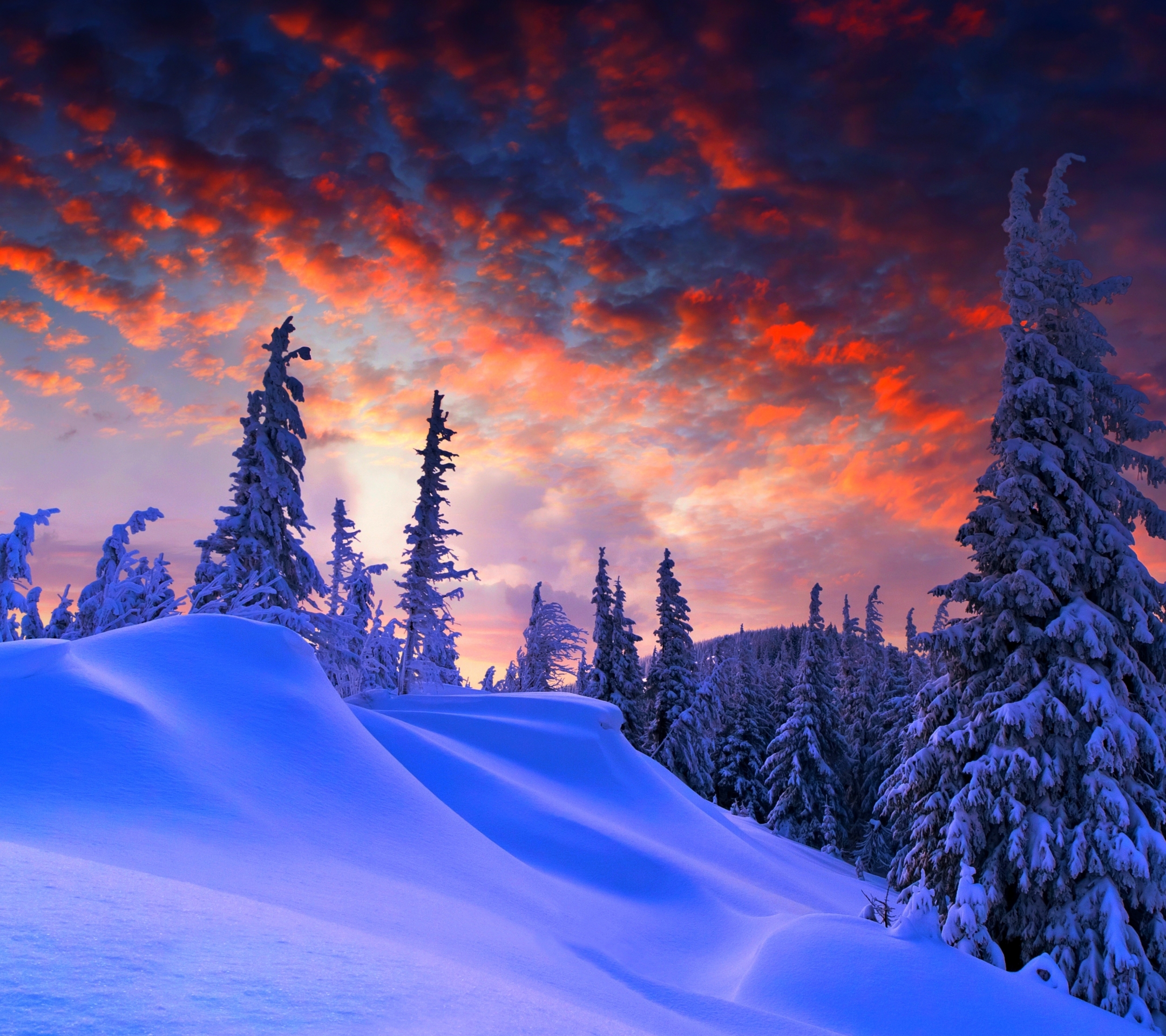 Download mobile wallpaper Winter, Snow, Tree, Earth, Evening for free.