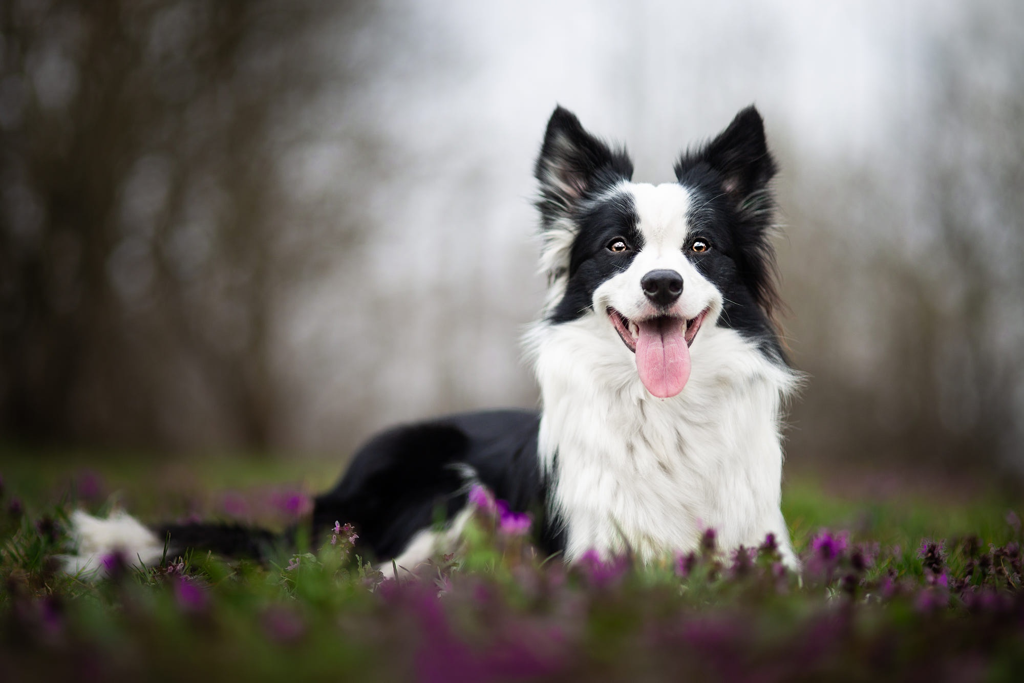 Download mobile wallpaper Dogs, Dog, Animal, Border Collie, Depth Of Field for free.