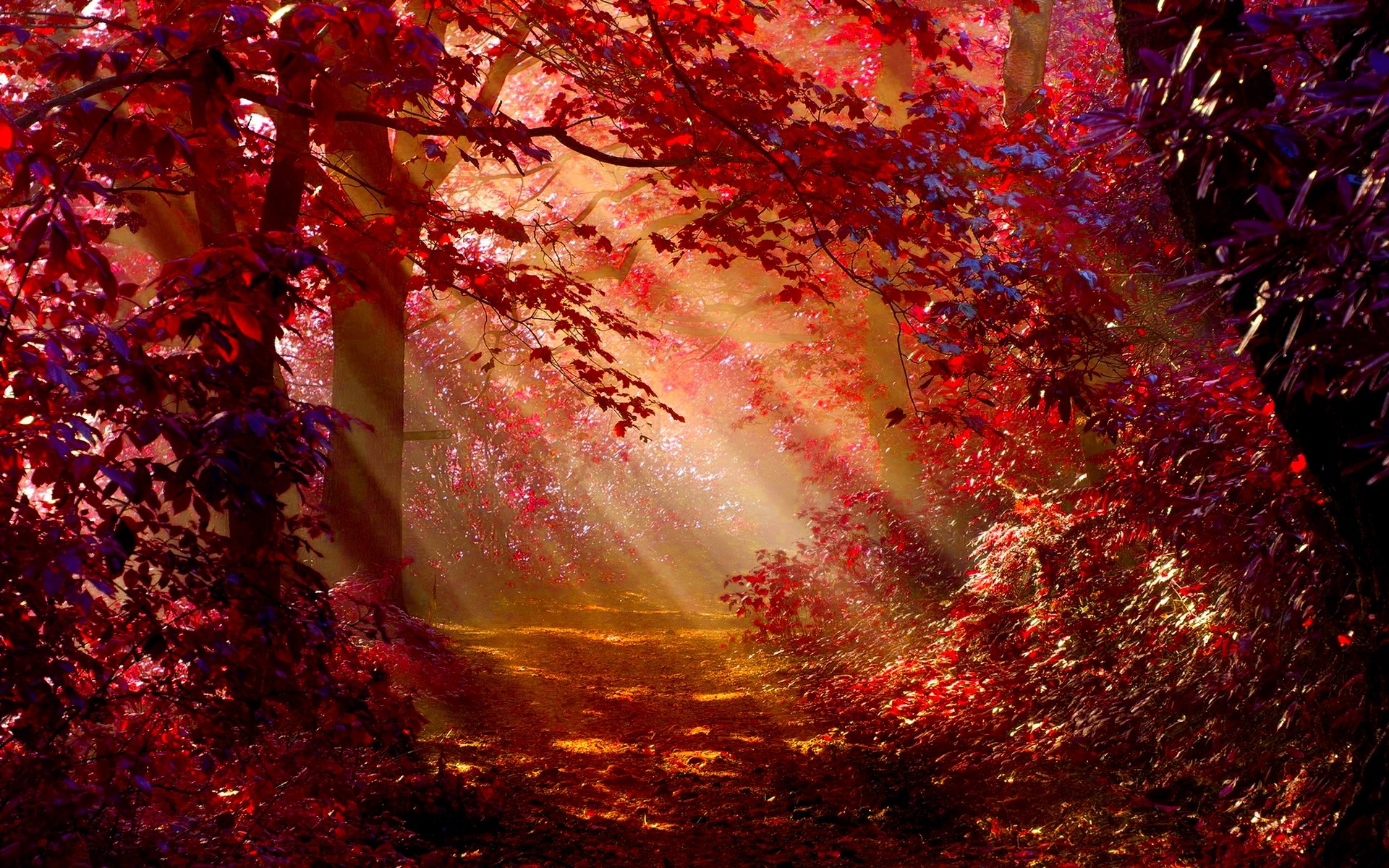 PCデスクトップに秋, 森, 地球, 日光, サンビーム画像を無料でダウンロード