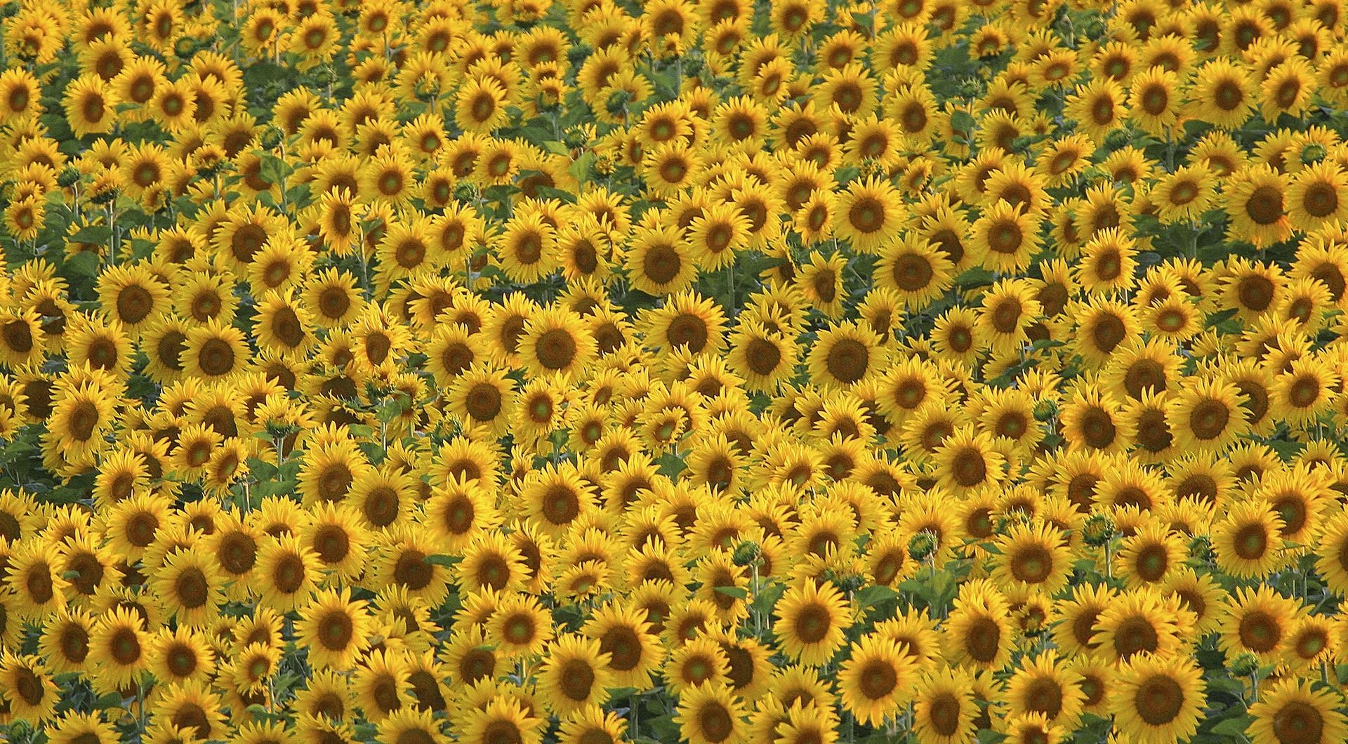 147834 Bild herunterladen sonnenblumen, blumen, sommer, feld, viel - Hintergrundbilder und Bildschirmschoner kostenlos