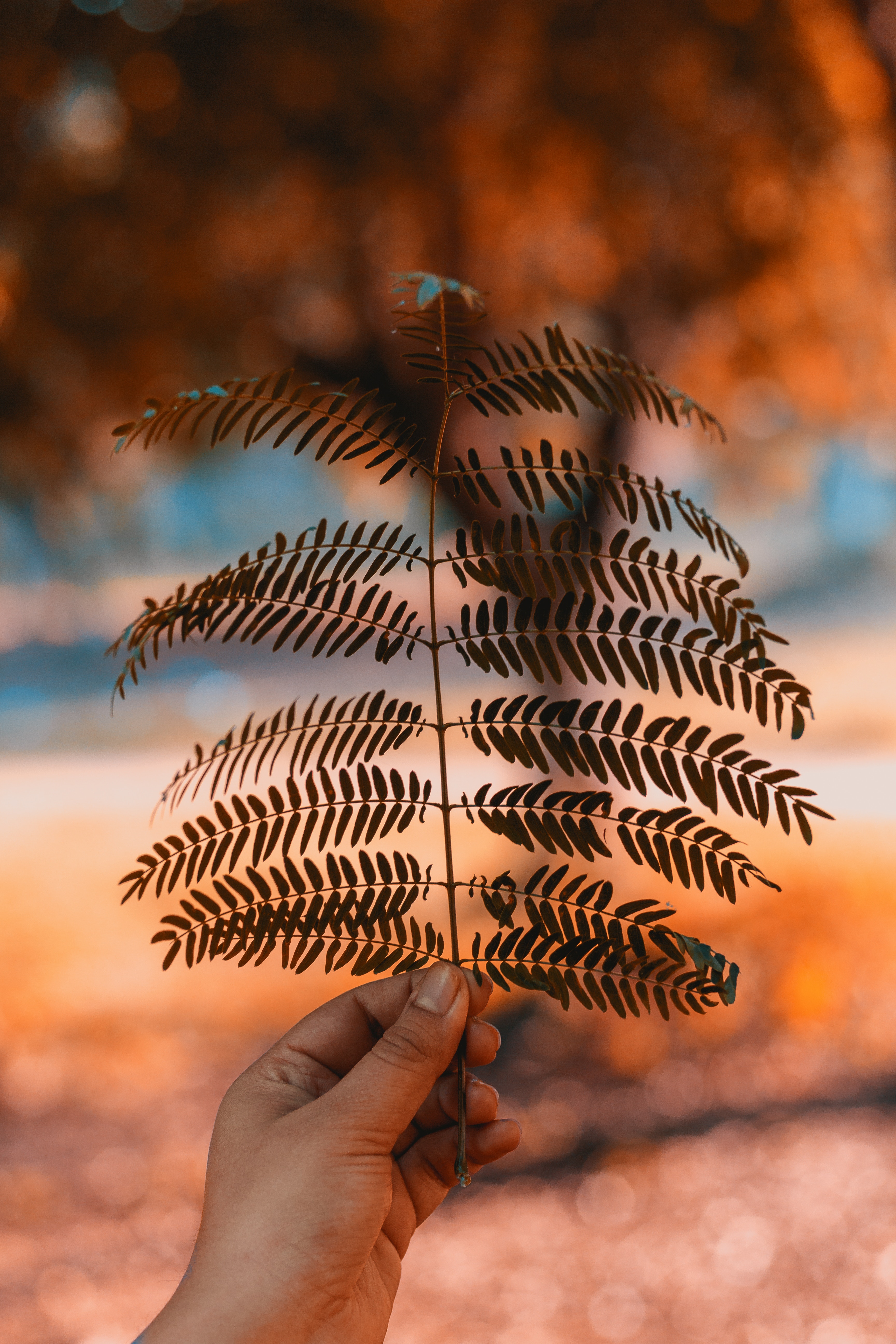 plant, macro, hand, blur, smooth, sheet, leaf, branch 4K for PC