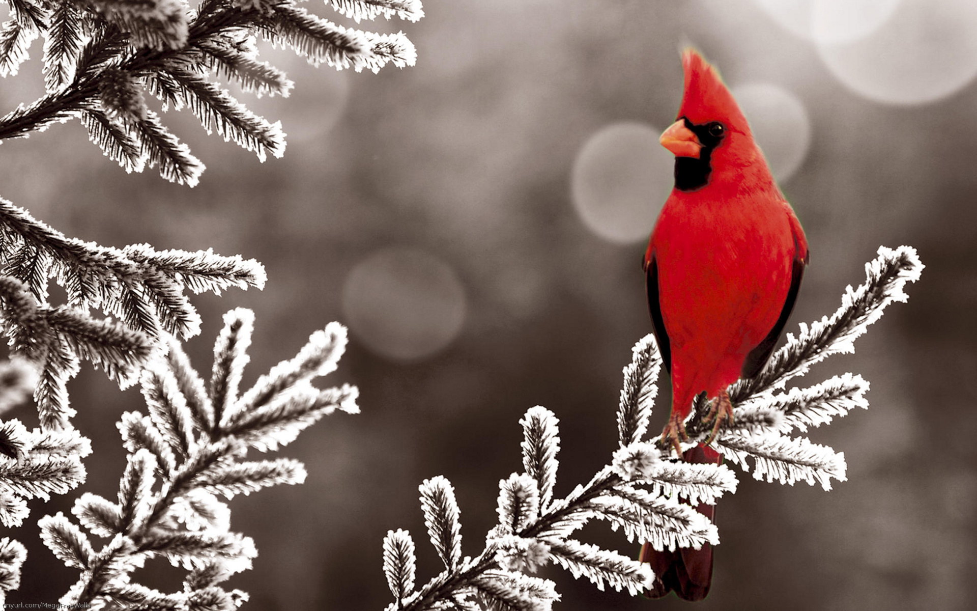1460113 descargar imagen animales, cardenal, pájaro, rama: fondos de pantalla y protectores de pantalla gratis