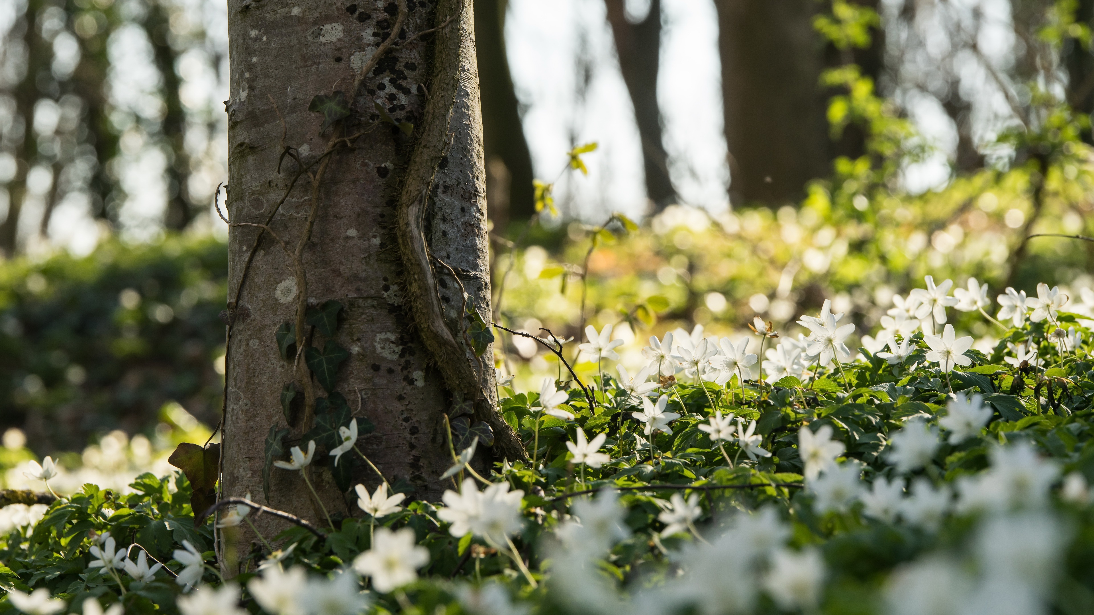 485113 Bildschirmschoner und Hintergrundbilder Blumen auf Ihrem Telefon. Laden Sie  Bilder kostenlos herunter