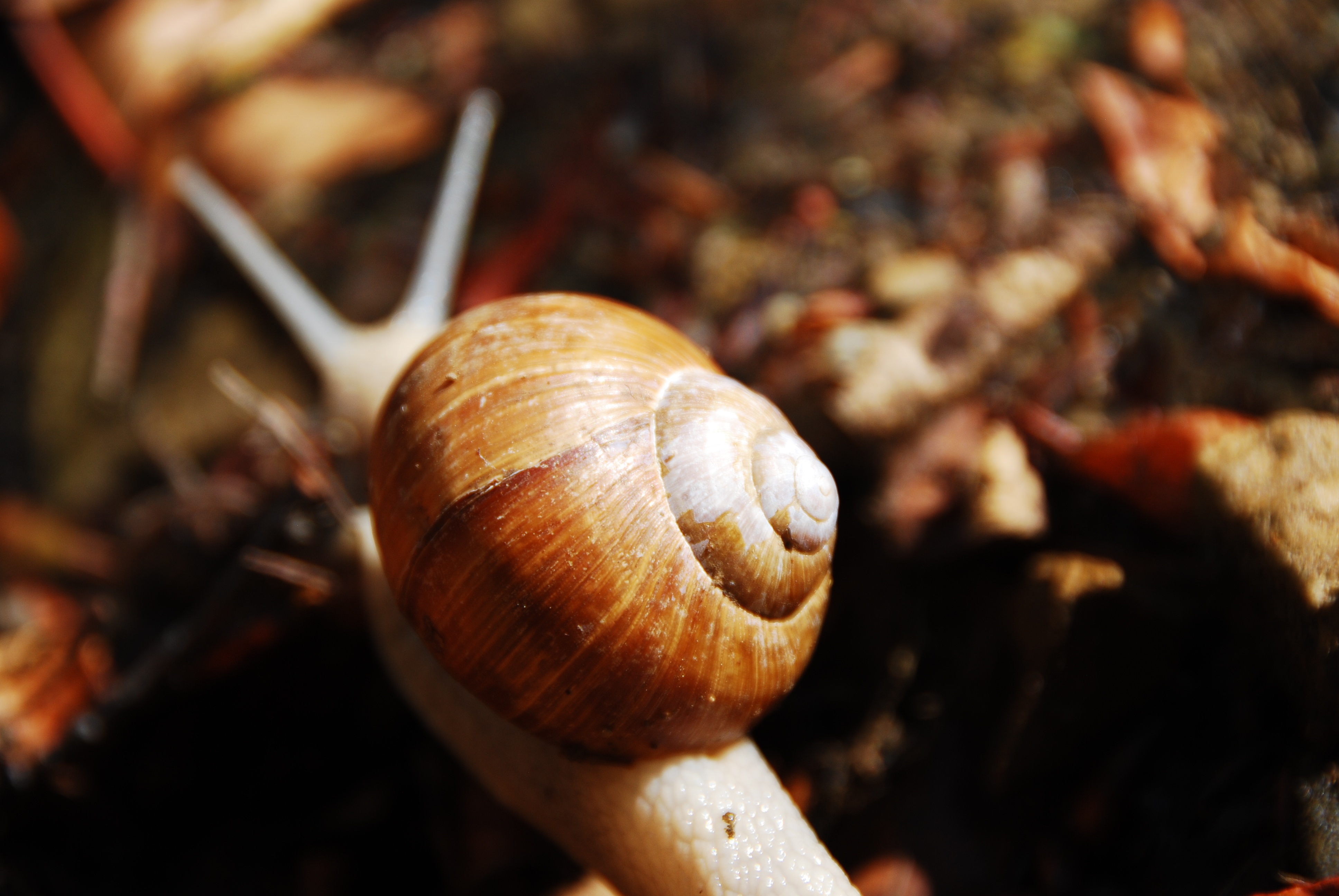 Download mobile wallpaper Blur, Fall, Animal, Snail for free.