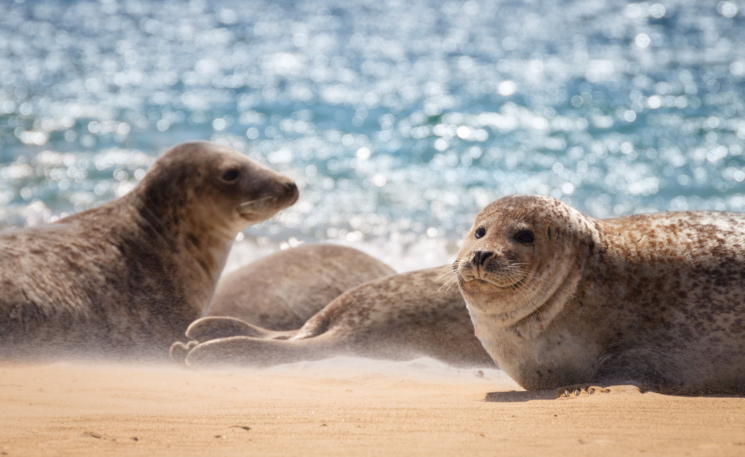 Laden Sie das Tiere, Sand, Dichtungen, Seehund-Bild kostenlos auf Ihren PC-Desktop herunter