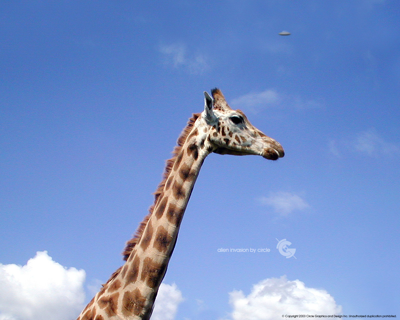 1512345 descargar imagen animales, jirafa: fondos de pantalla y protectores de pantalla gratis