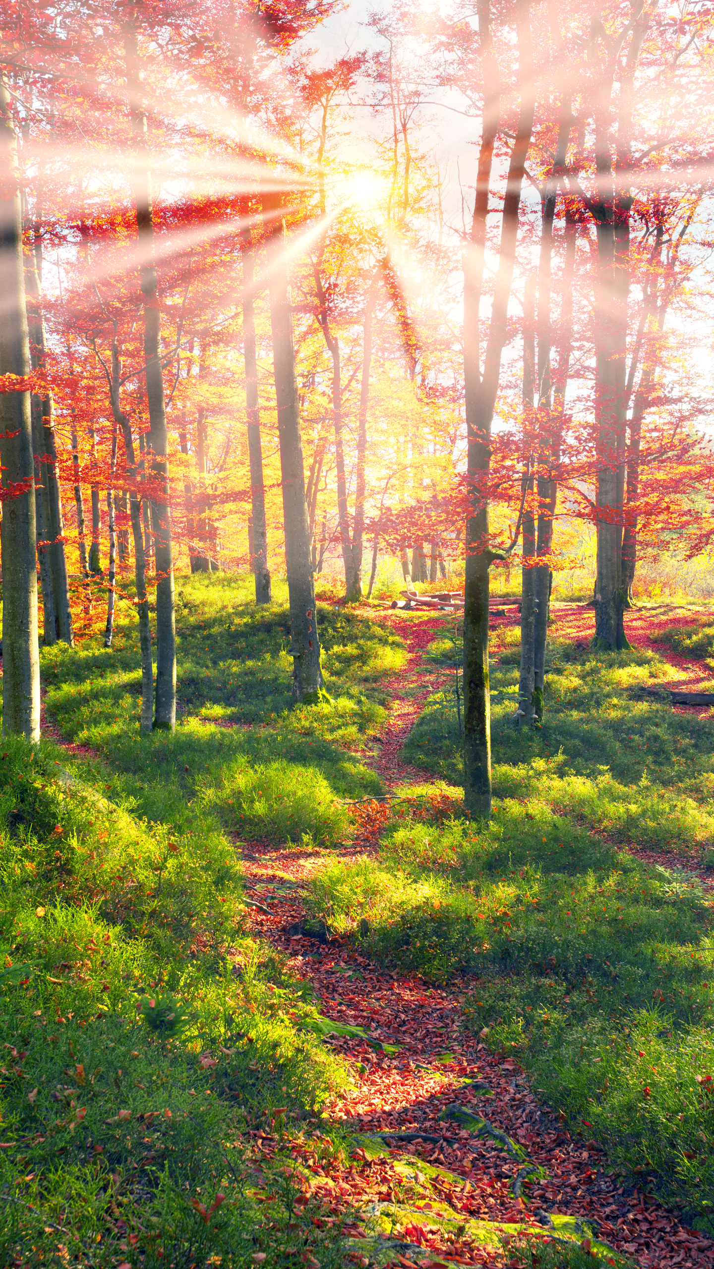 Download mobile wallpaper Nature, Forest, Fall, Earth, Path, Sunbeam for free.