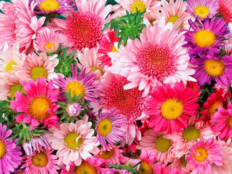 Téléchargez des papiers peints mobile Fleurs, Plantes gratuitement.