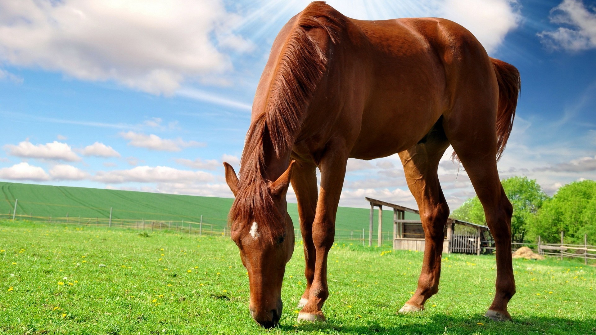 animals, horses Desktop Wallpaper